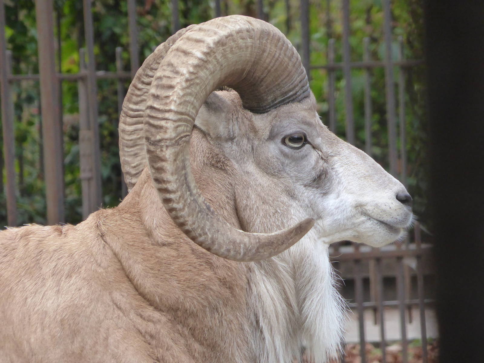 Transcaspian Urial
