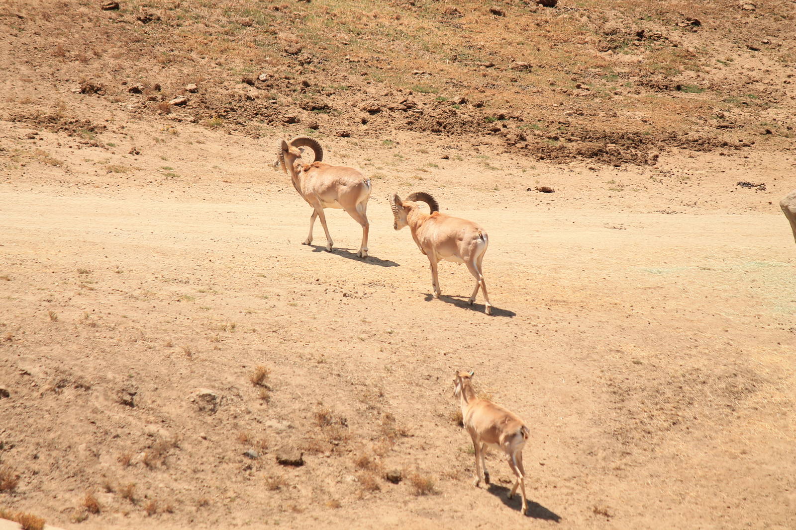 Transcaspian Urial