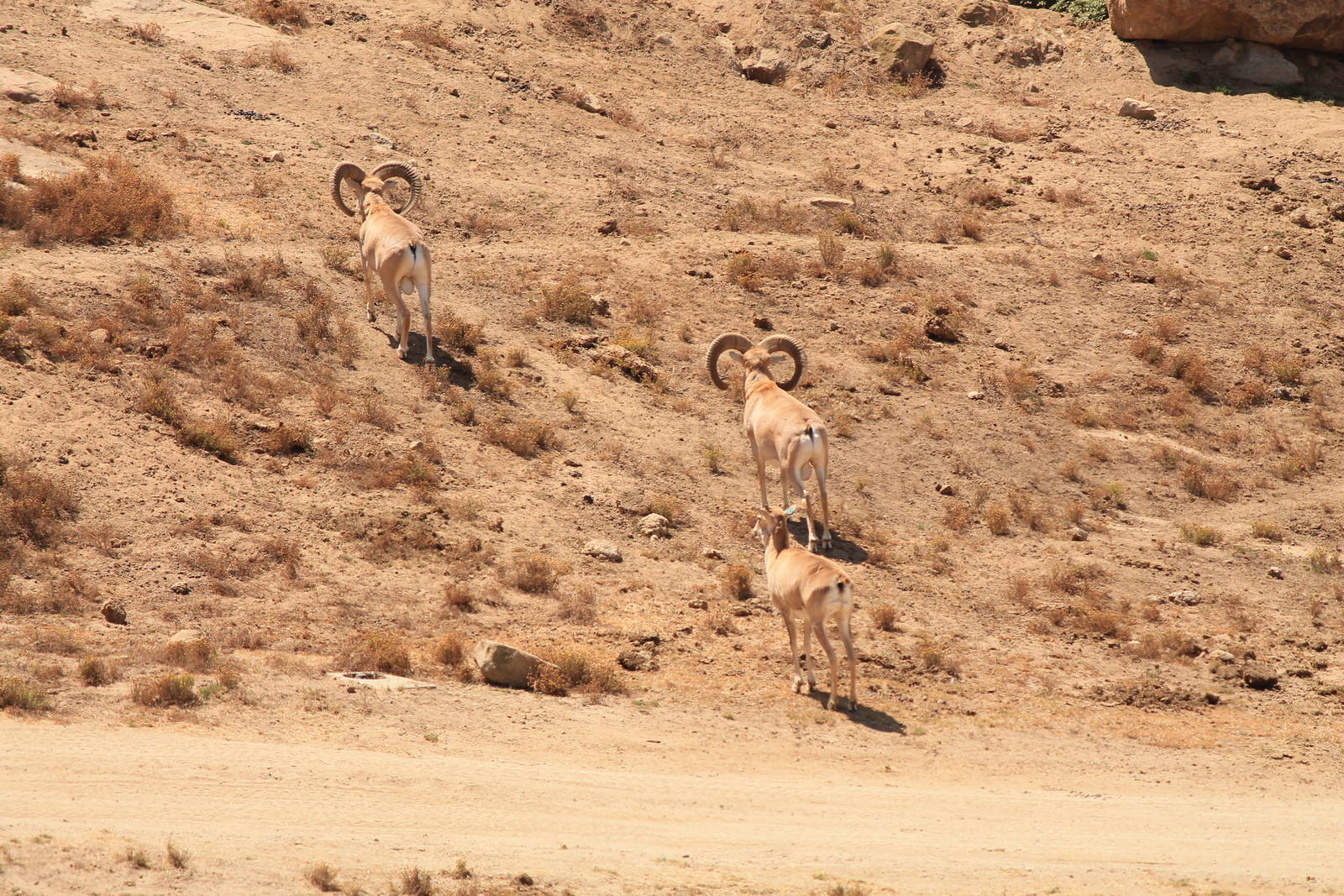Transcaspian Urial
