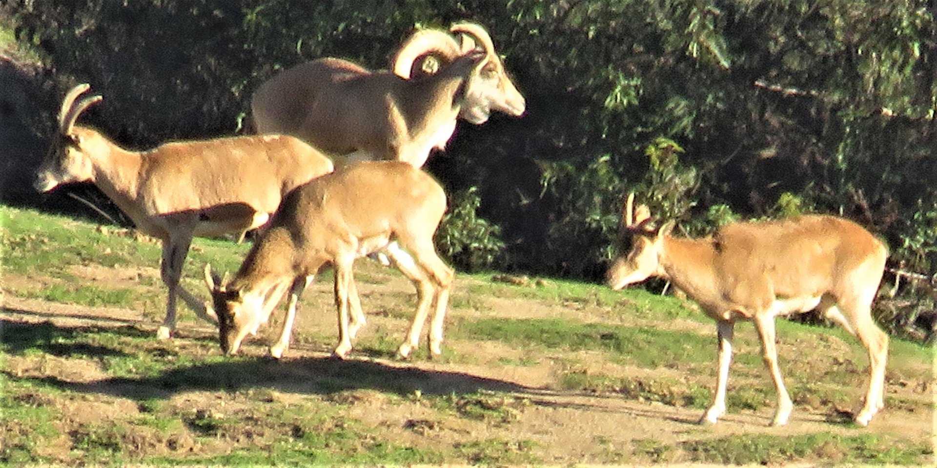Transcaspian urial