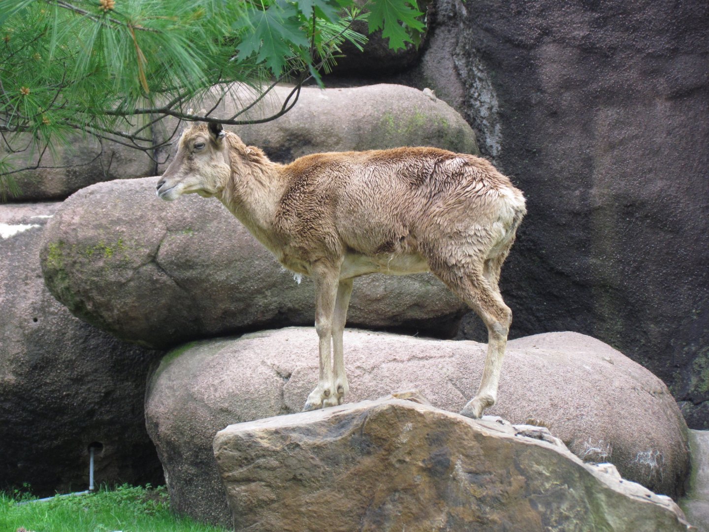 Transcaspian Urial