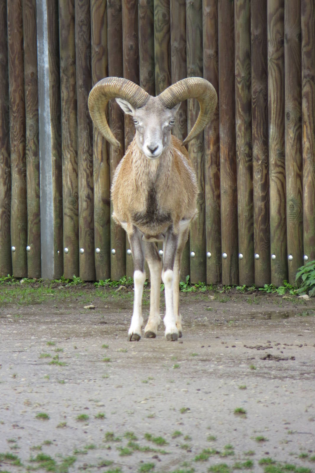 Transcaucasian Mouflon 101012