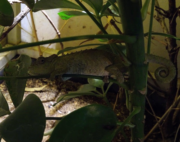Transkei dwarf chameleon (Bradypodion caffrum)(BtS)