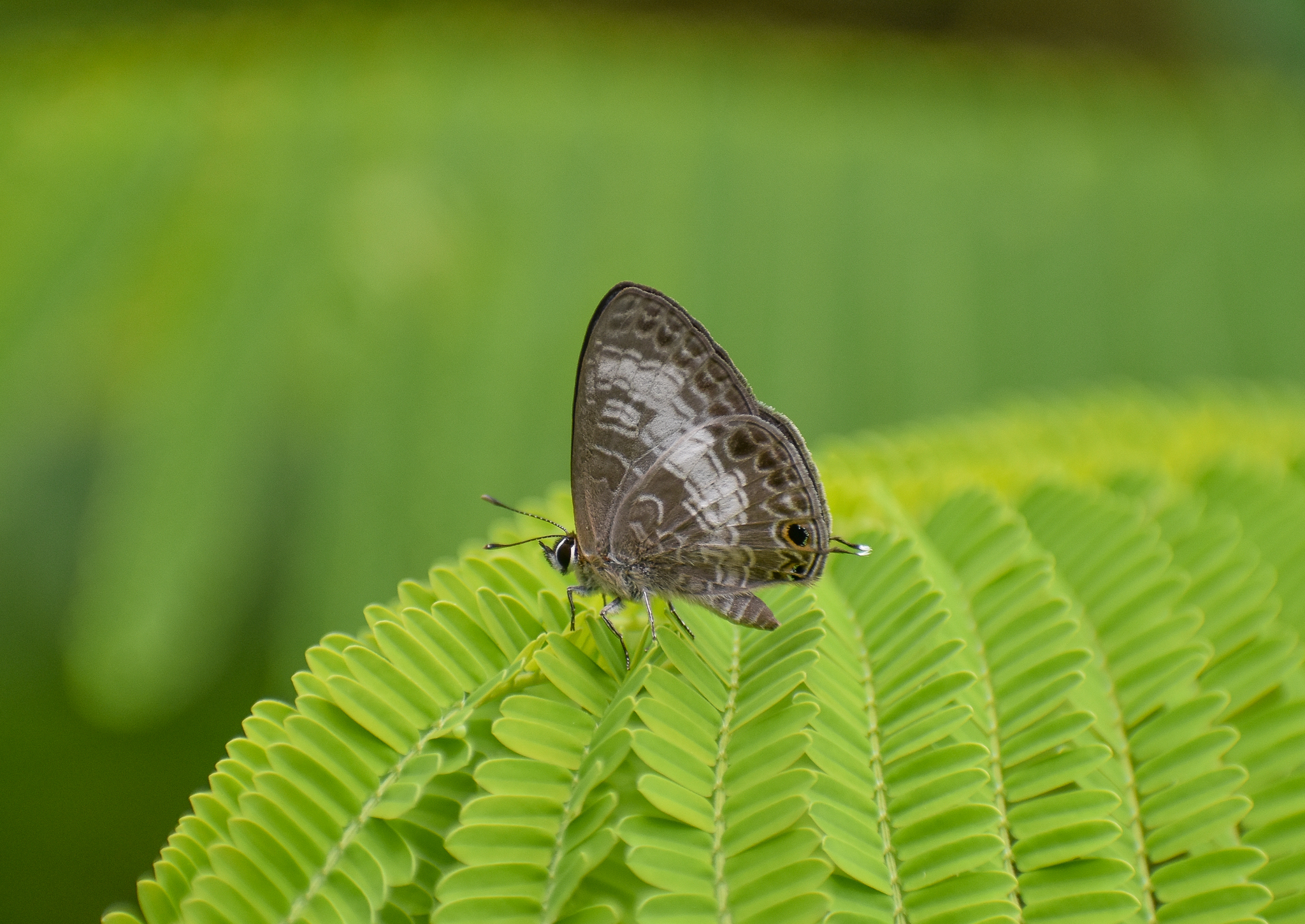 Transparent 6-Line Blue, Nacaduba kurava