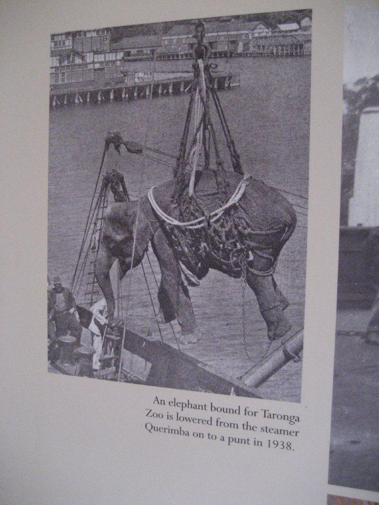 Transporting elephant graphic