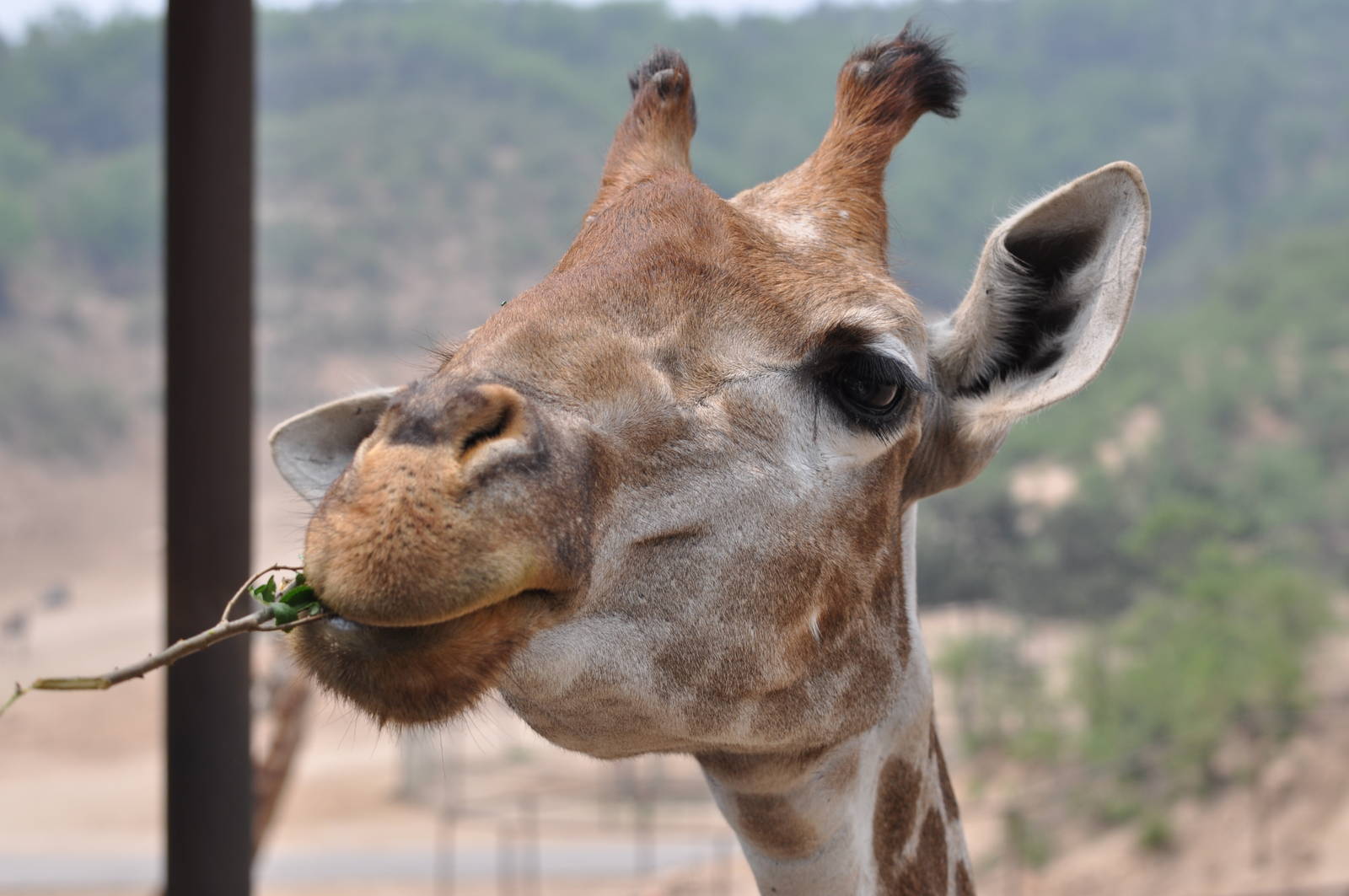 Transvaal giraffe/ Giraffa camelopardalis giraffa