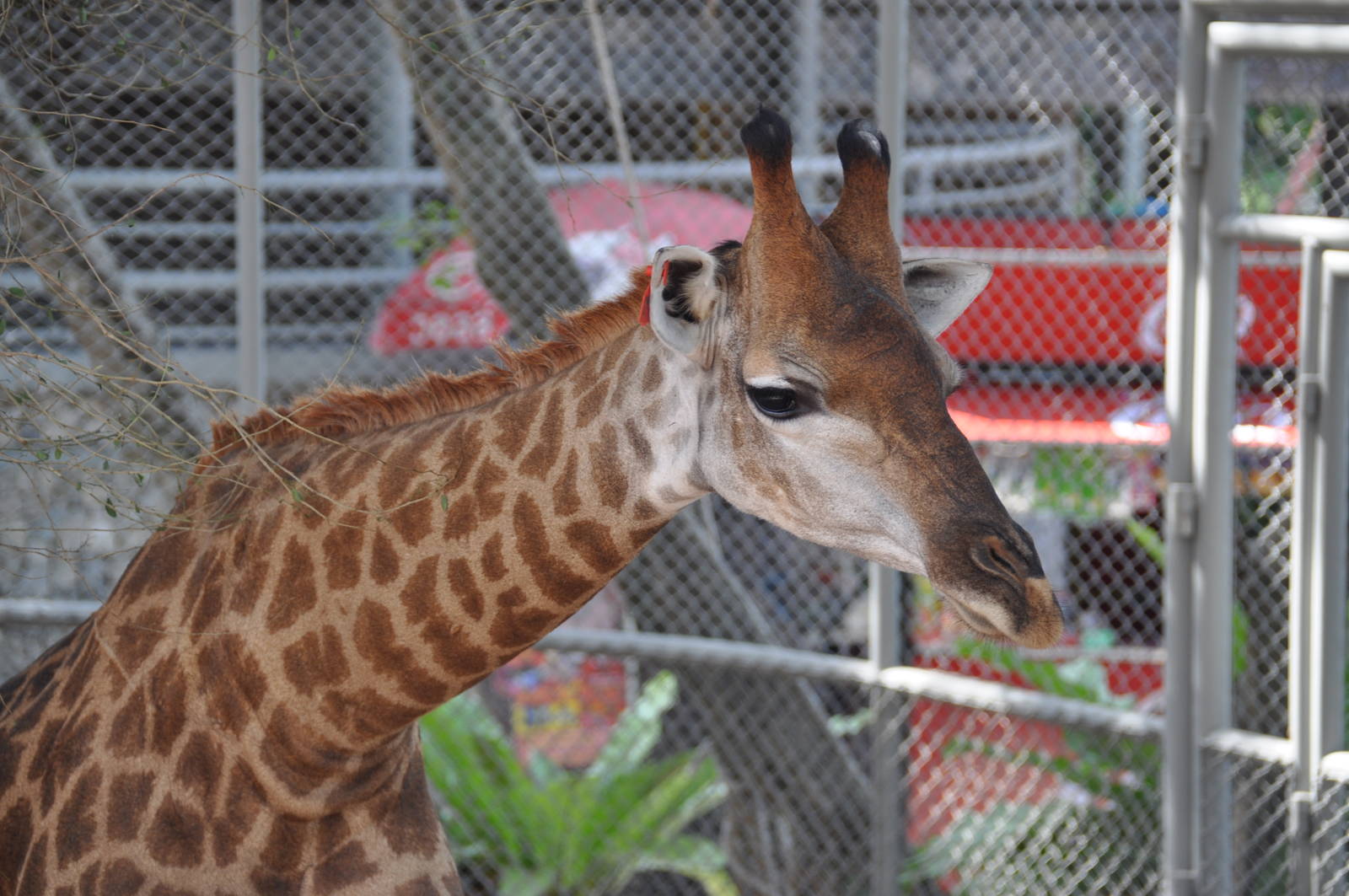 Transvaal giraffe/ Giraffa camelopardalis giraffa