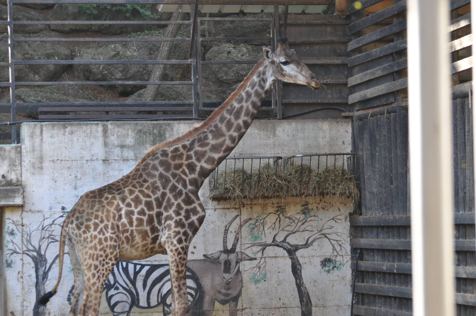 Transvaal giraffe/ Giraffa camelopardalis giraffa