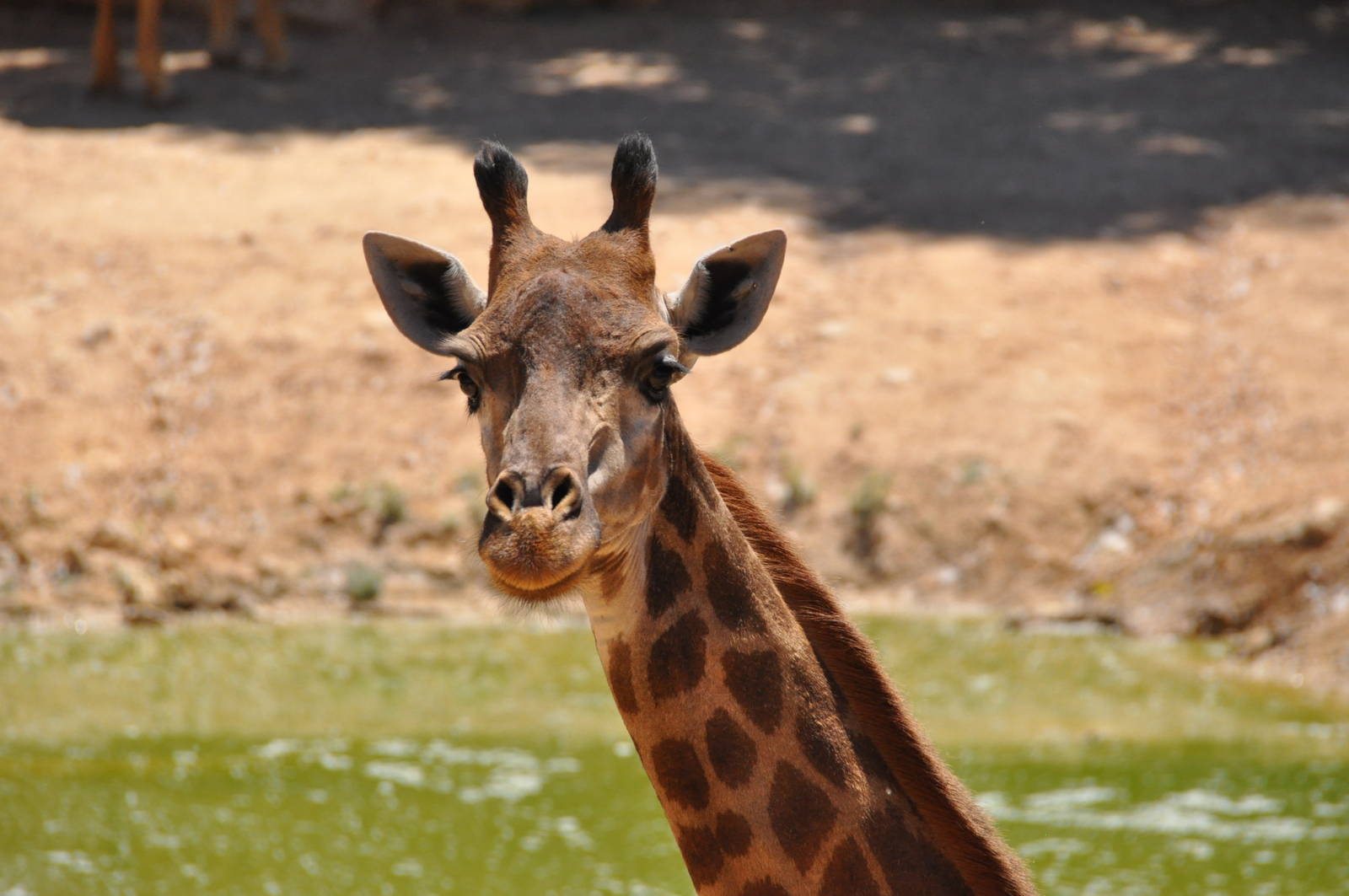 Transvaal giraffe / Giraffa camelopardalis giraffa