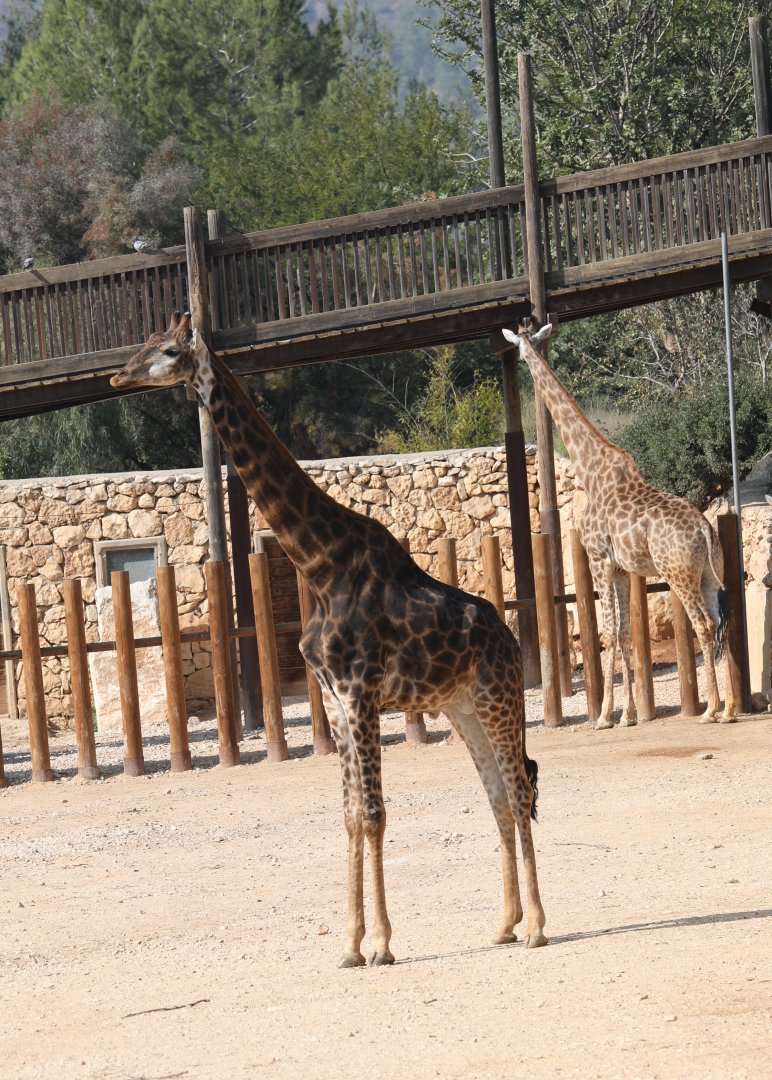 Transvaal giraffe (Giraffa camelopardalis giraffa)