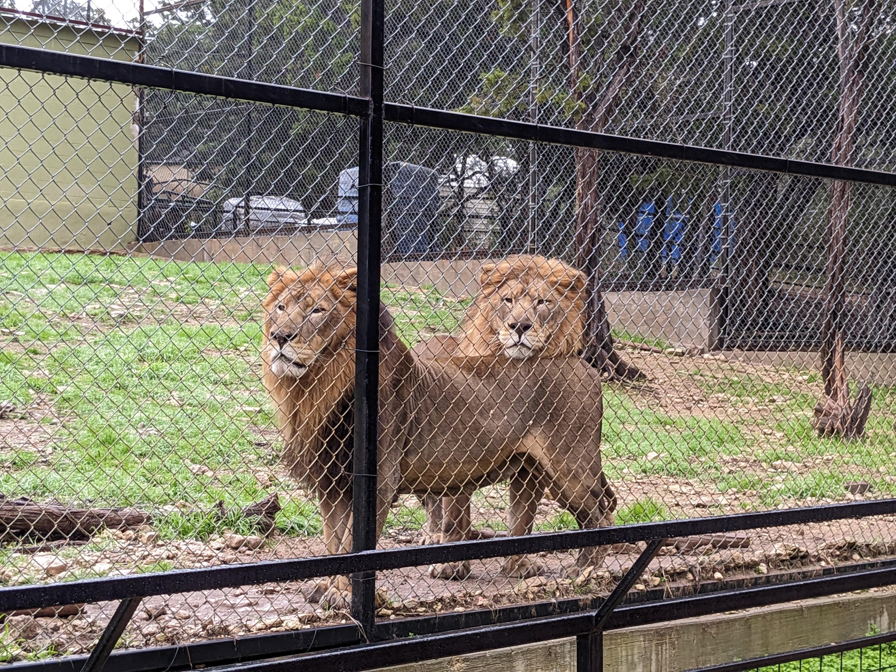 "Transvaal Lion" brothers