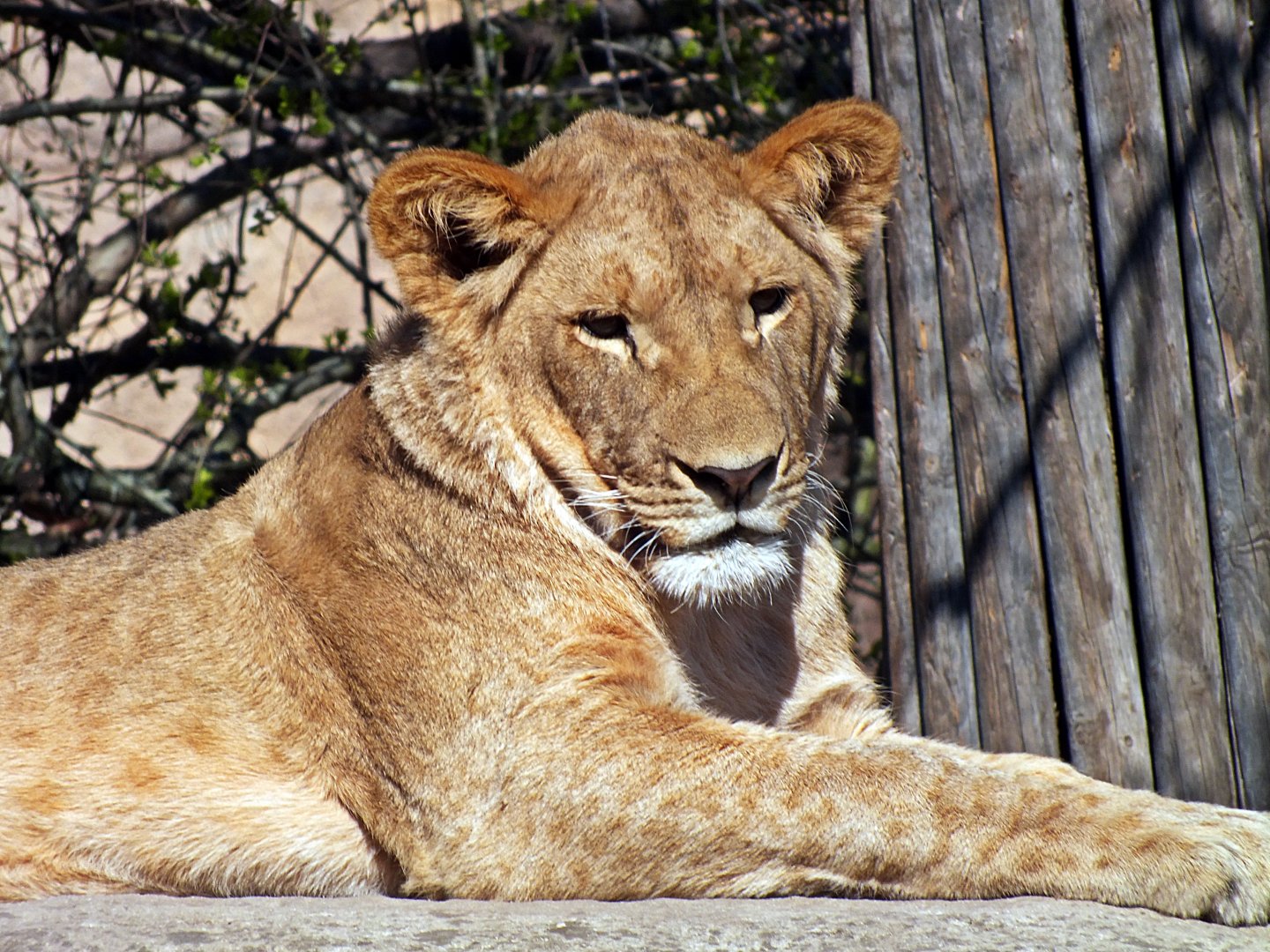 Transvaal lion cub