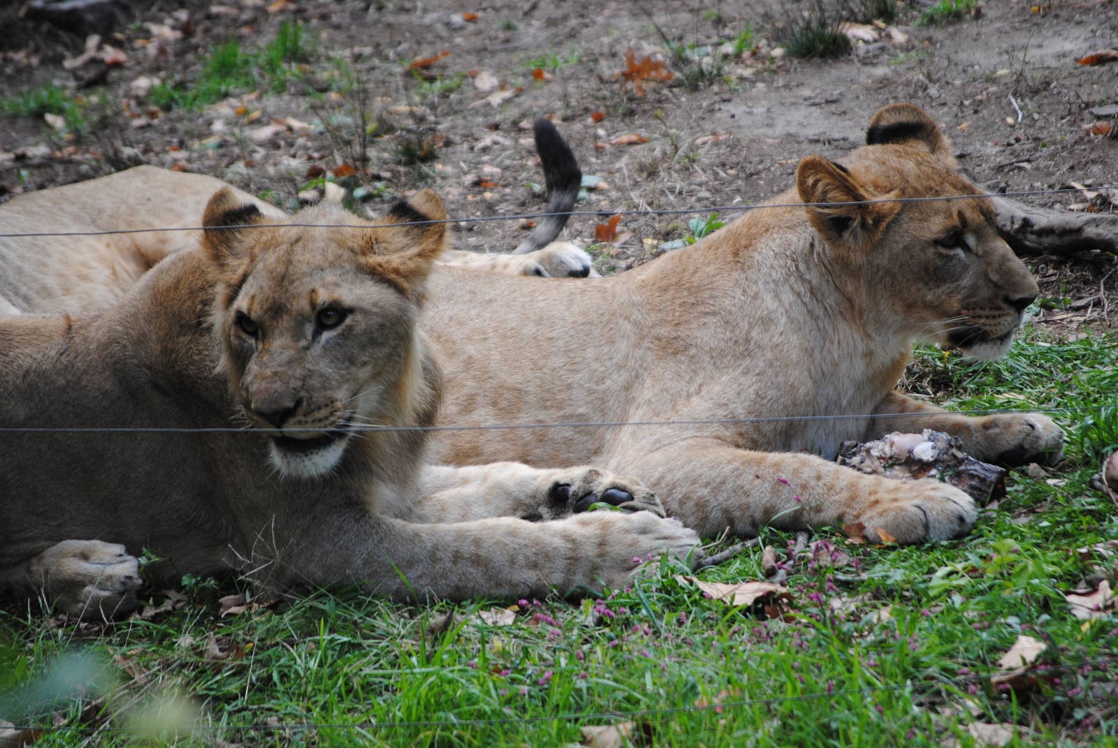 Transvaal Lion Cubs