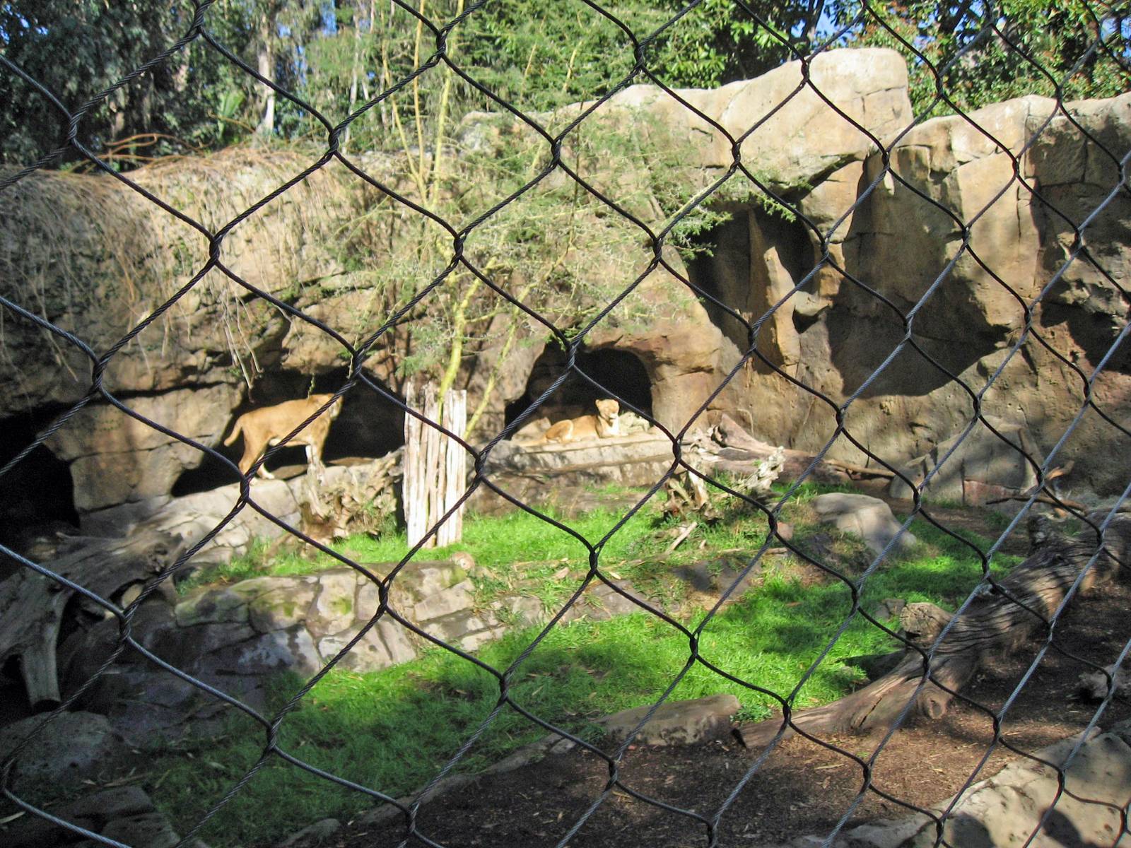 Transvaal Lion exhibit