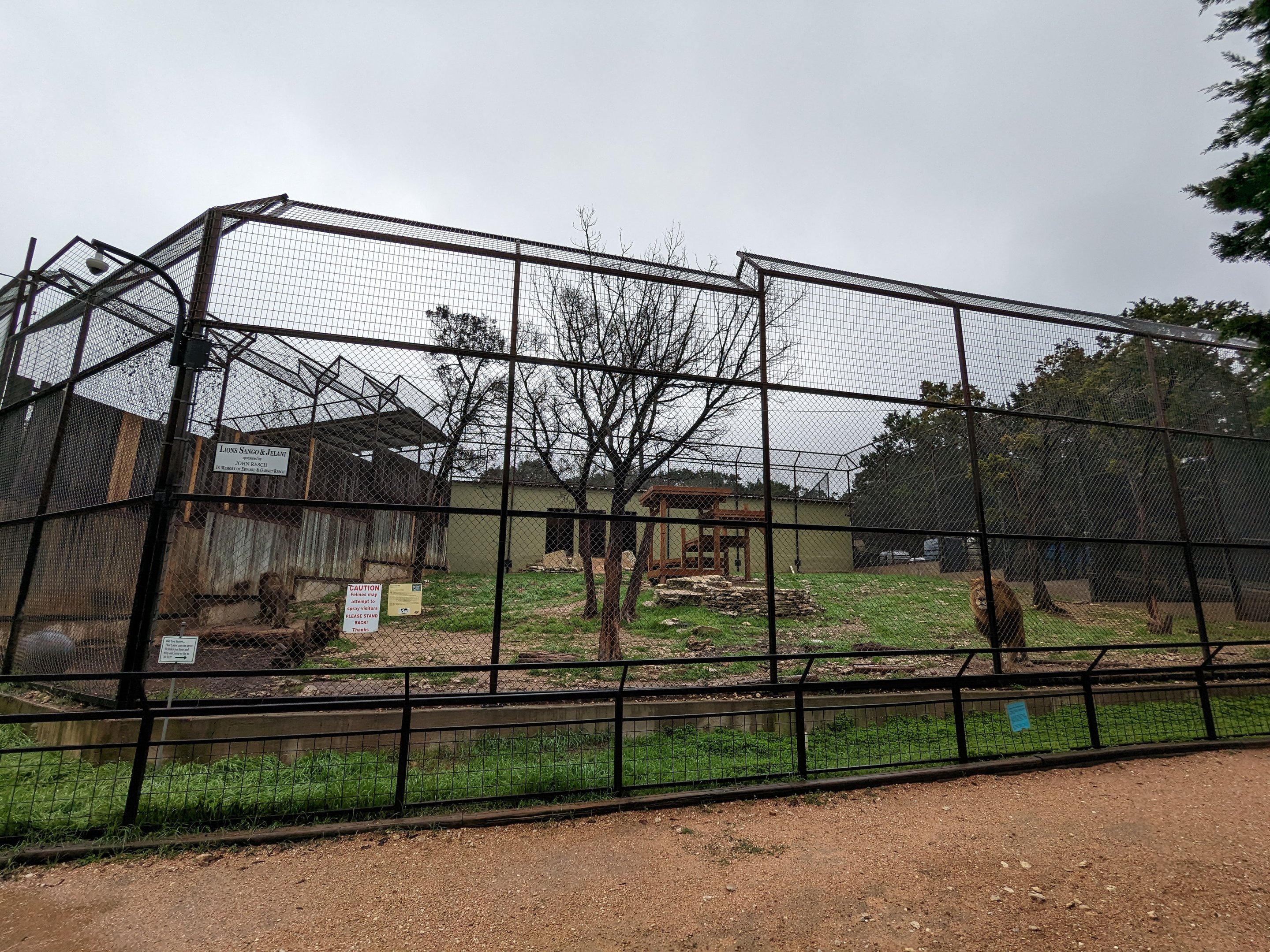"Transvaal Lion" habitat