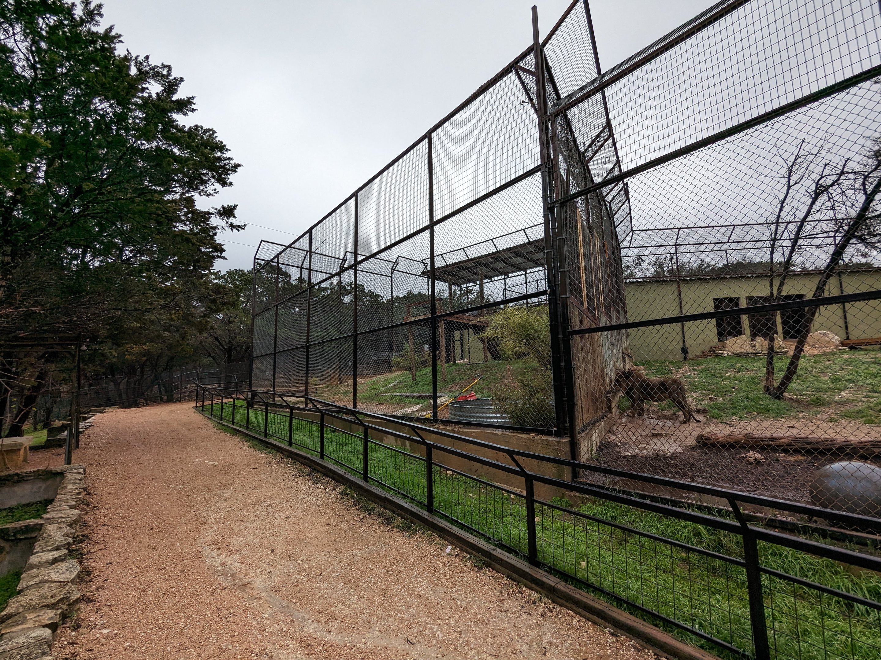 "Transvaal Lion"  on the right and "Bengal" tiger on the left.