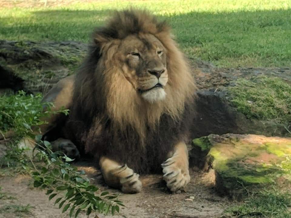 Transvaal lion (Panthera leo krugeri)