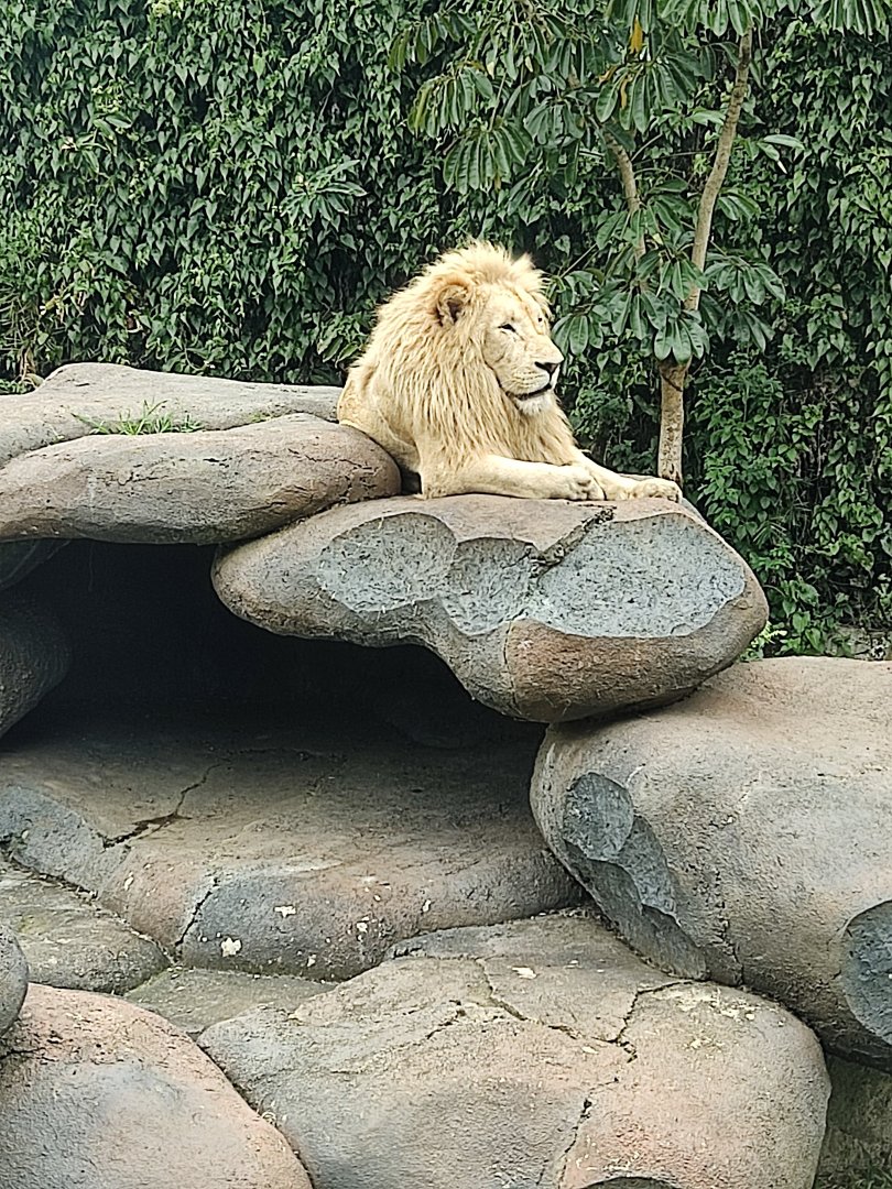 Transvaal Lion (Panthera leo krugeri)