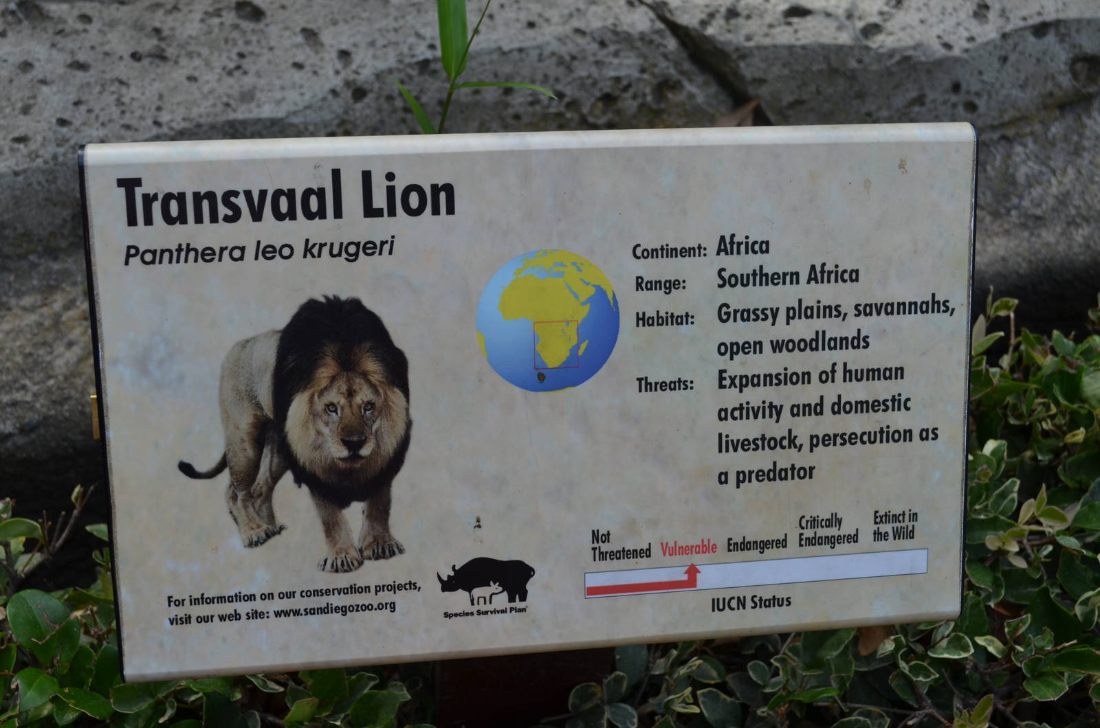 Transvaal Lion Signage