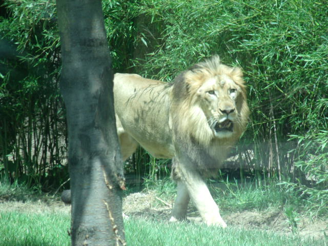 Transvaal Lion