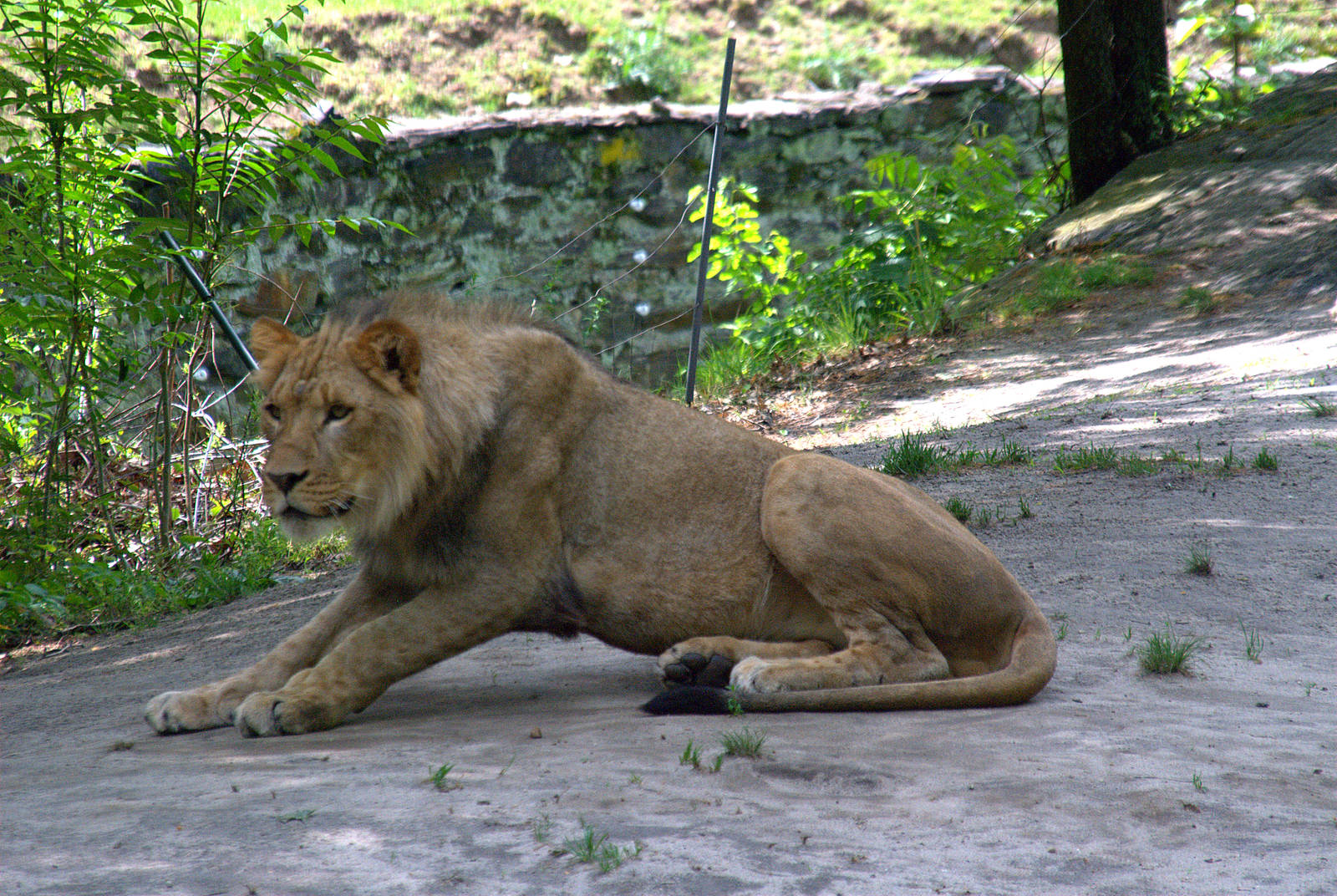 Transvaal lion