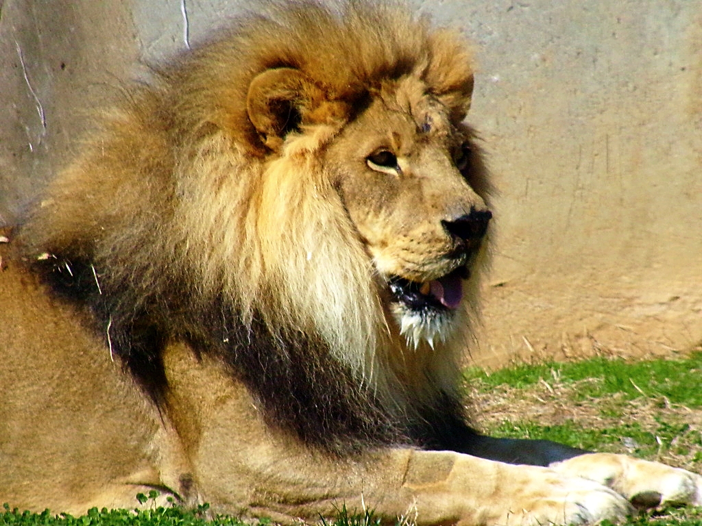 Transvaal Lion