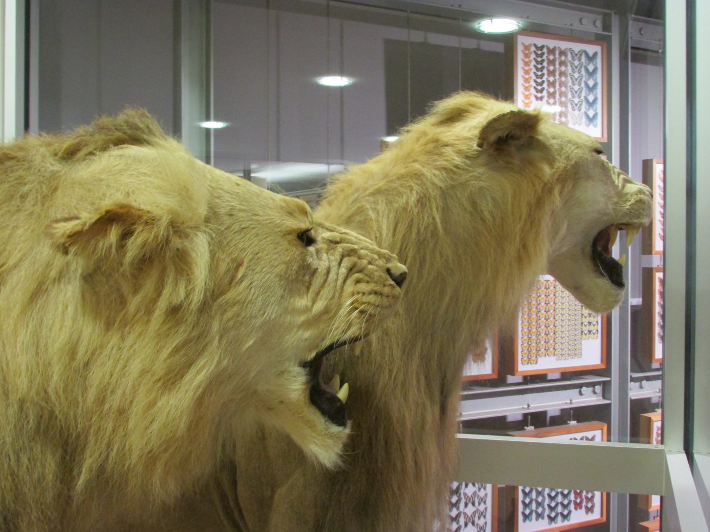 Transvaal Lions 2nd Floor Closeup