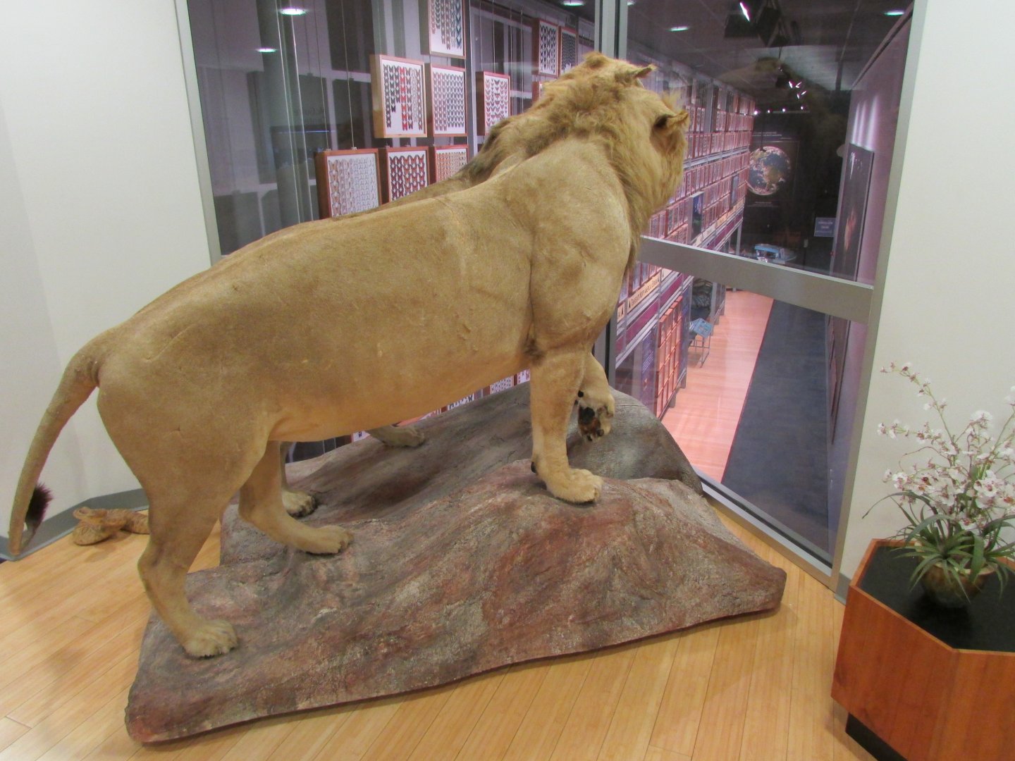 Transvaal Lions 2nd Floor