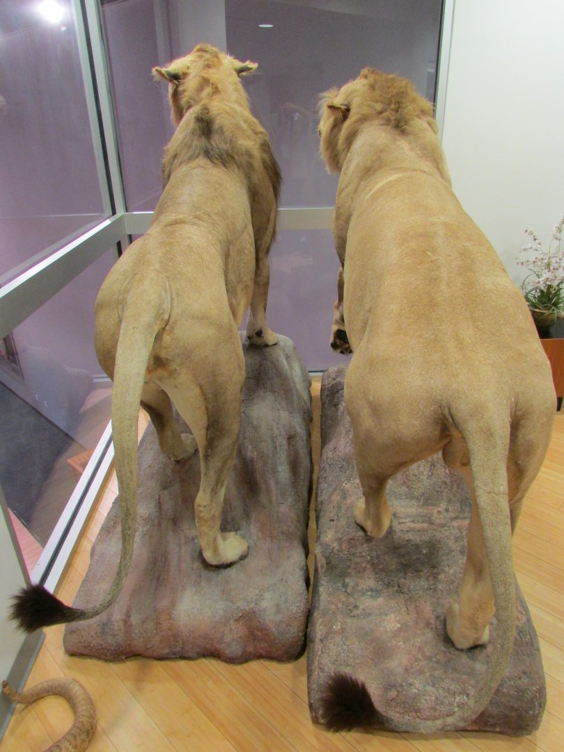 Transvaal Lions 2nd Floor