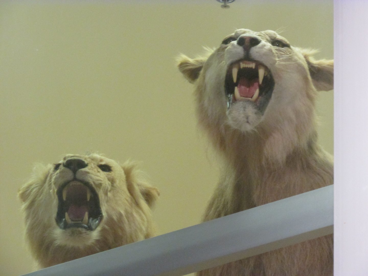 Transvaal Lions Closeup