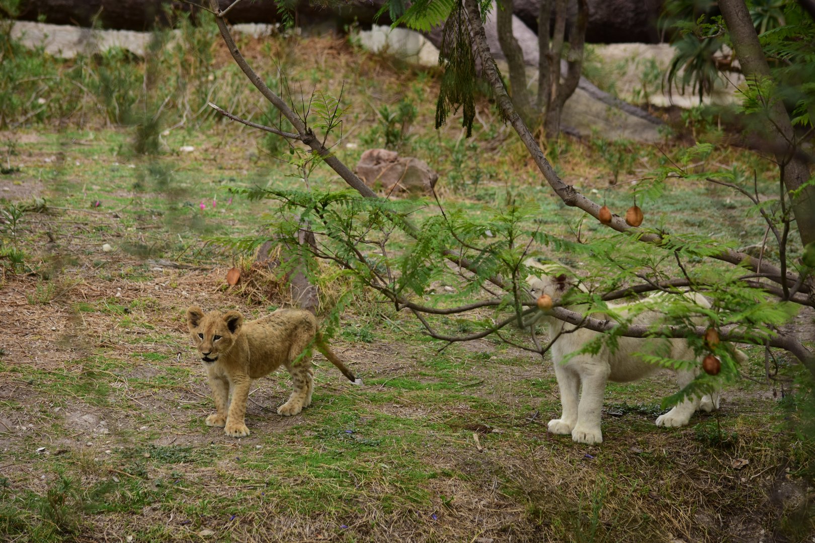 Transvaal lions (Panthera leo krugeri)