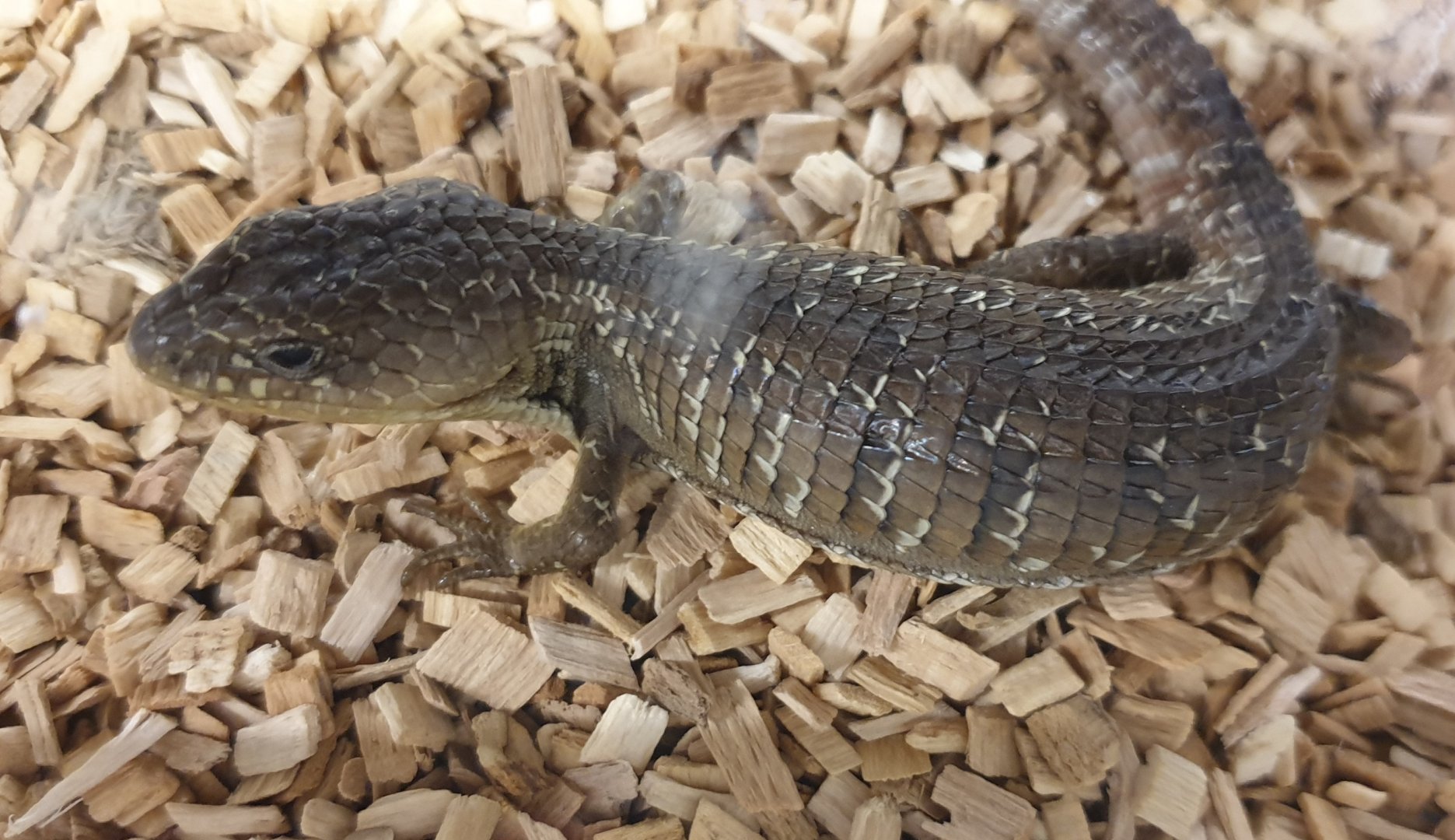 Transvolcanic alligator lizard - Barisia imbricata