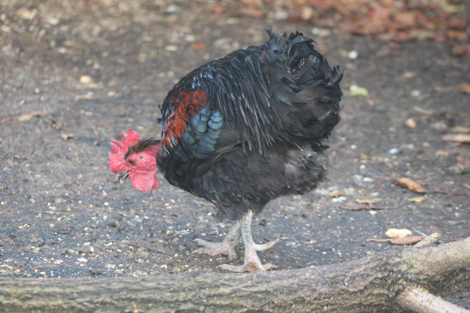 Transylvanian Naked-neck Chicken