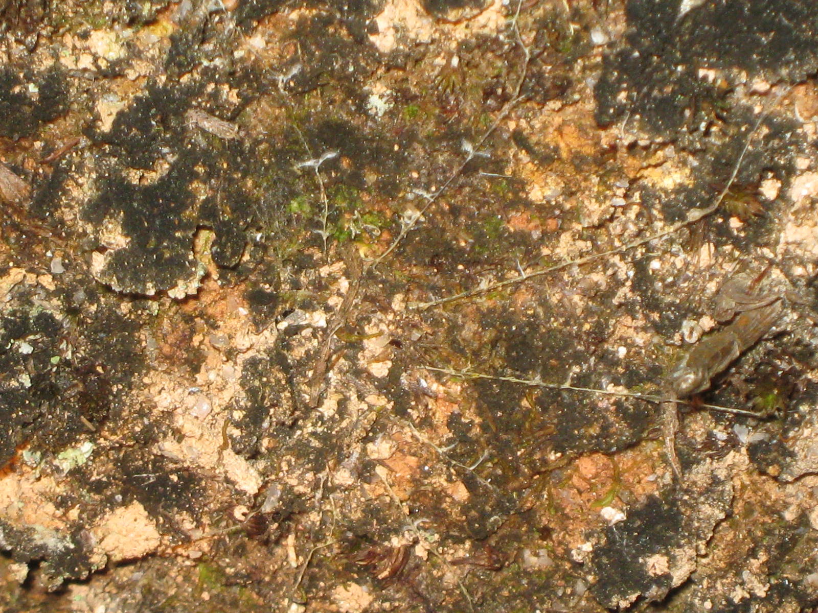 trapdoor spider trap door