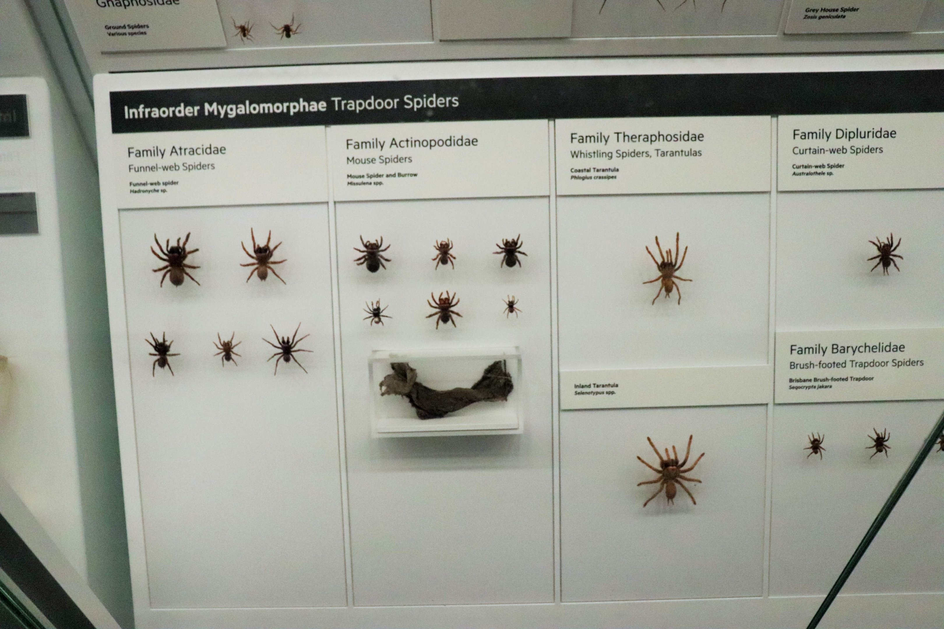 Trapdoor Spiders