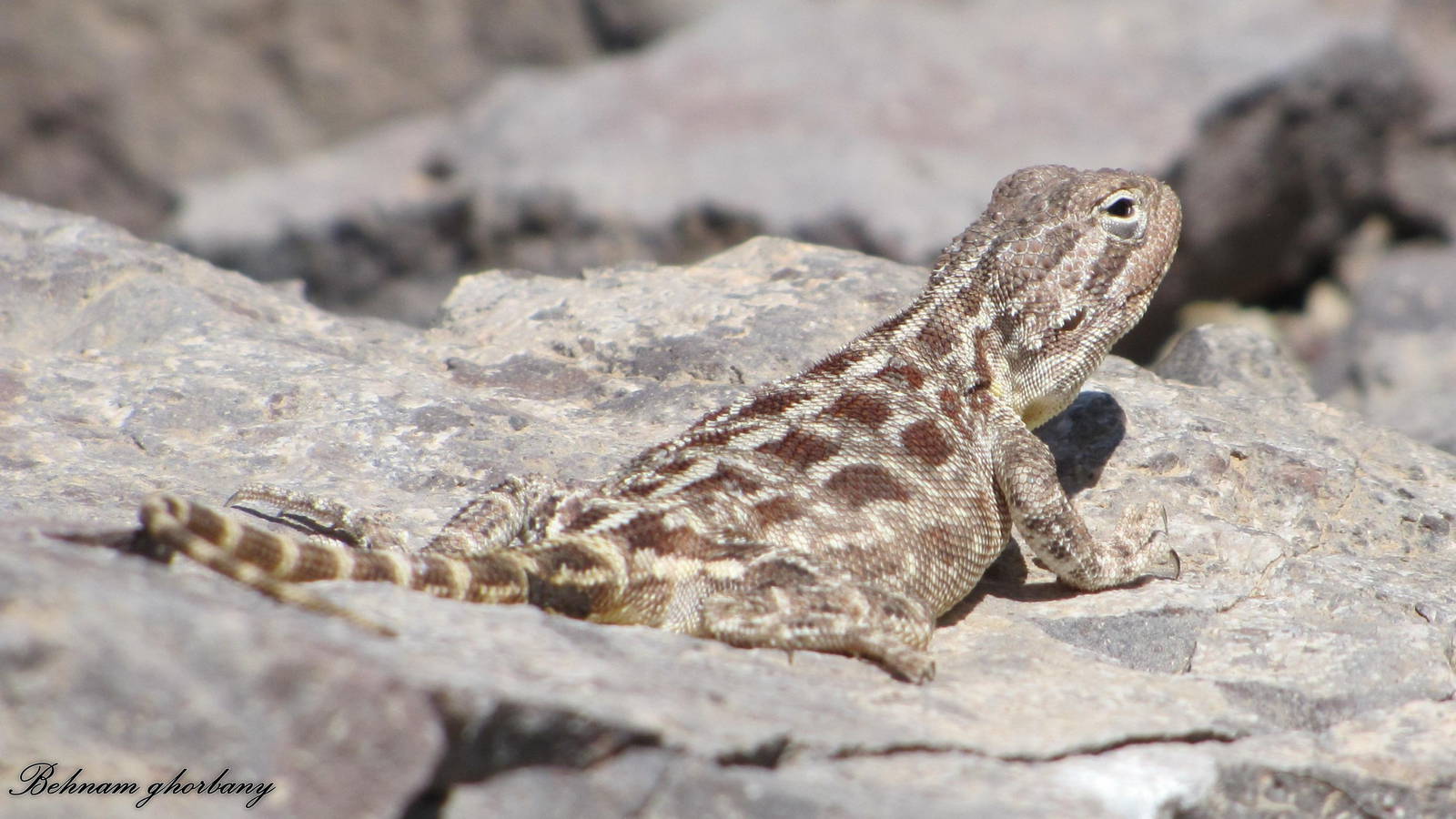 trapelus lessonae(horny-scaled agama) female