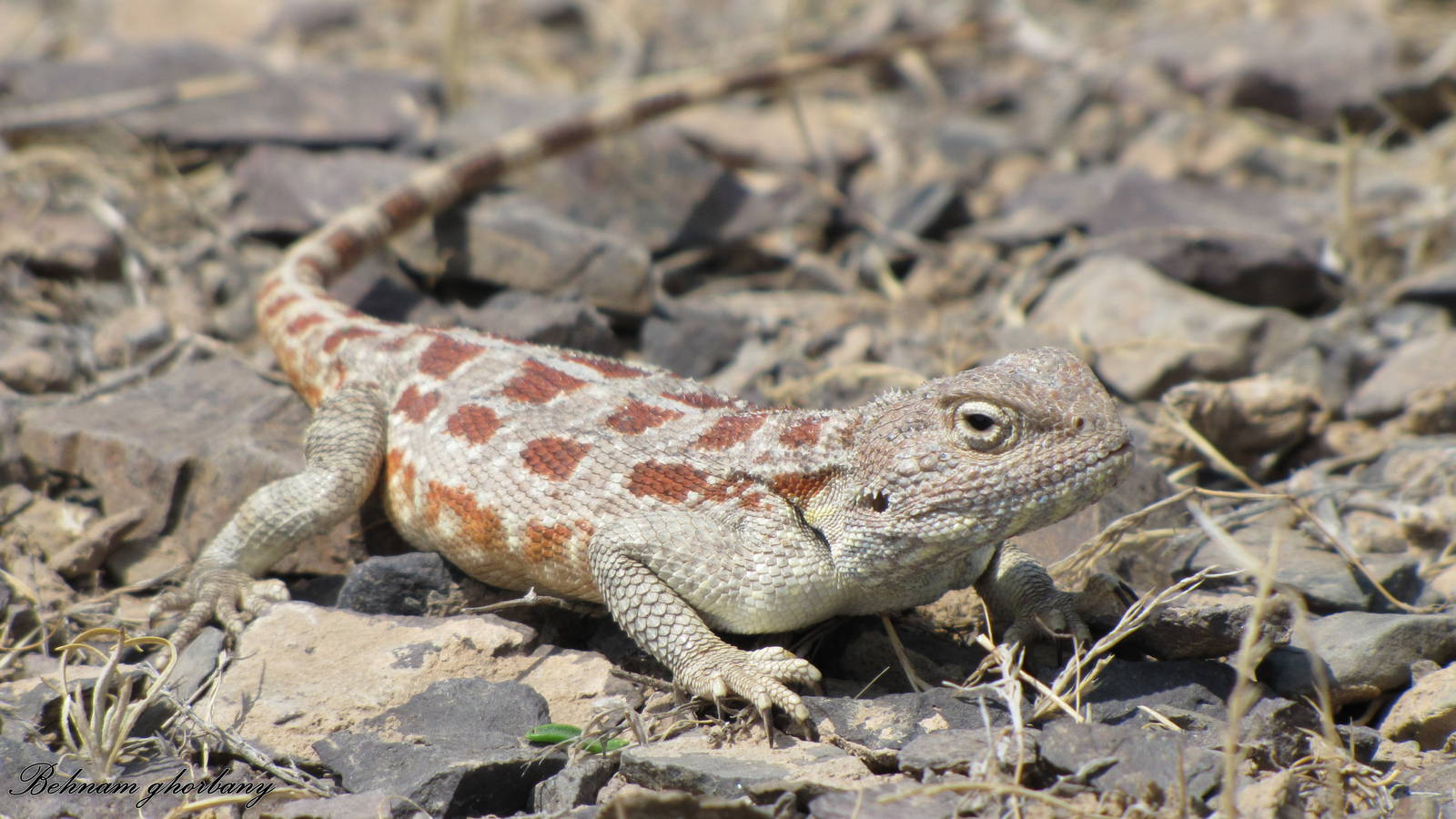 trapelus lessonae(horny-scaled agama) female