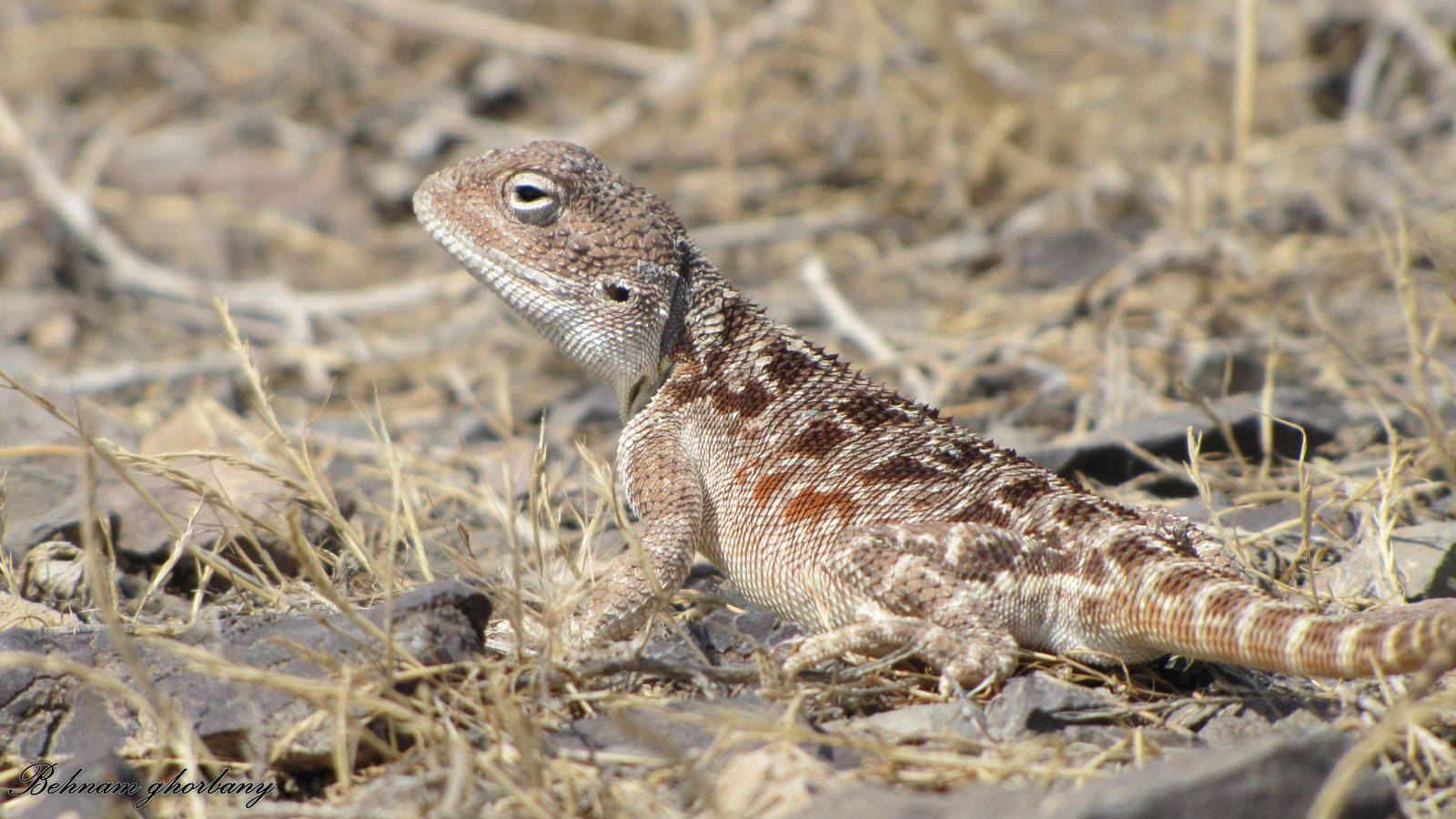 trapelus lessonae(horny-scaled agama) female