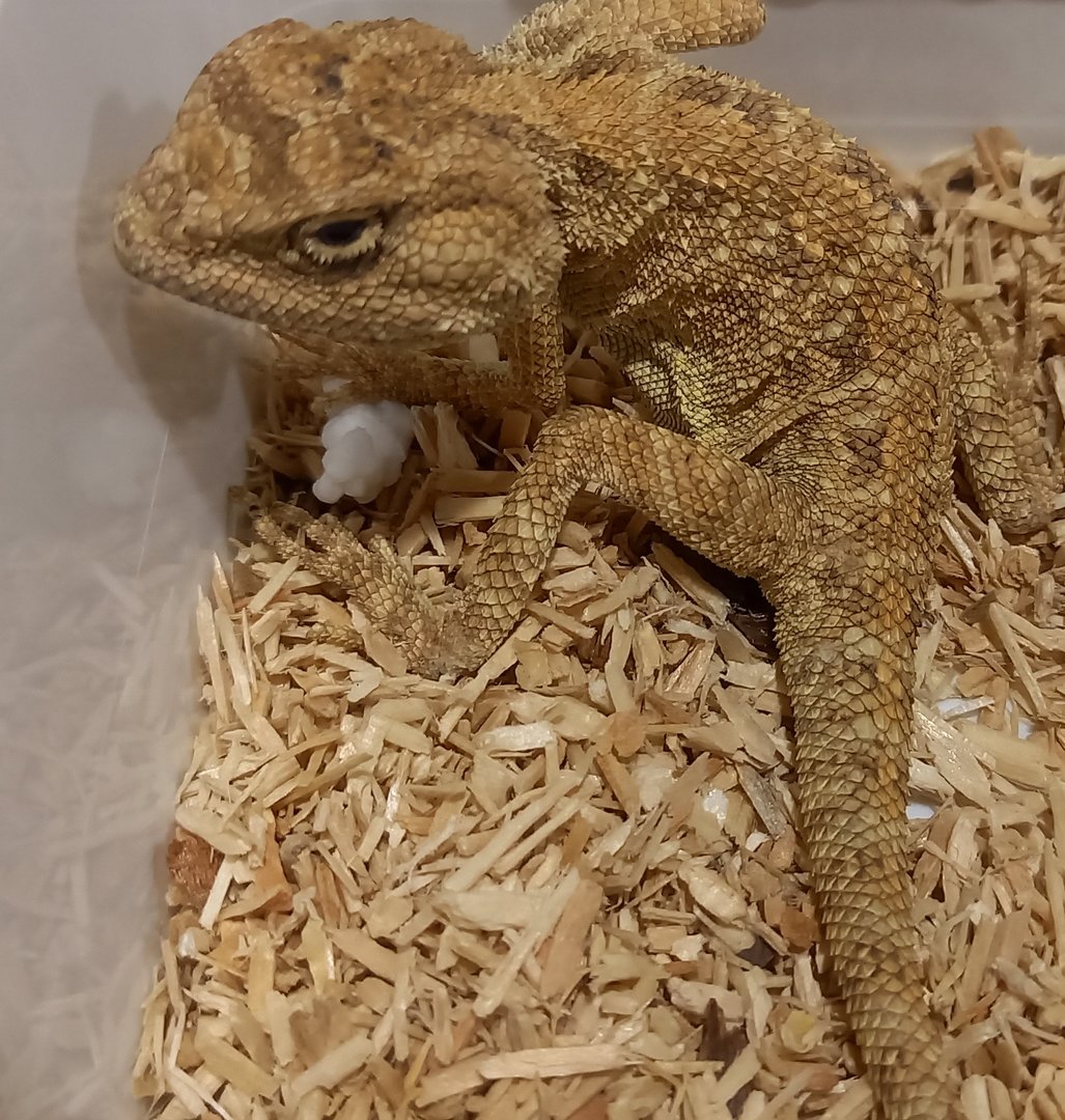 Trapelus pallida pallida