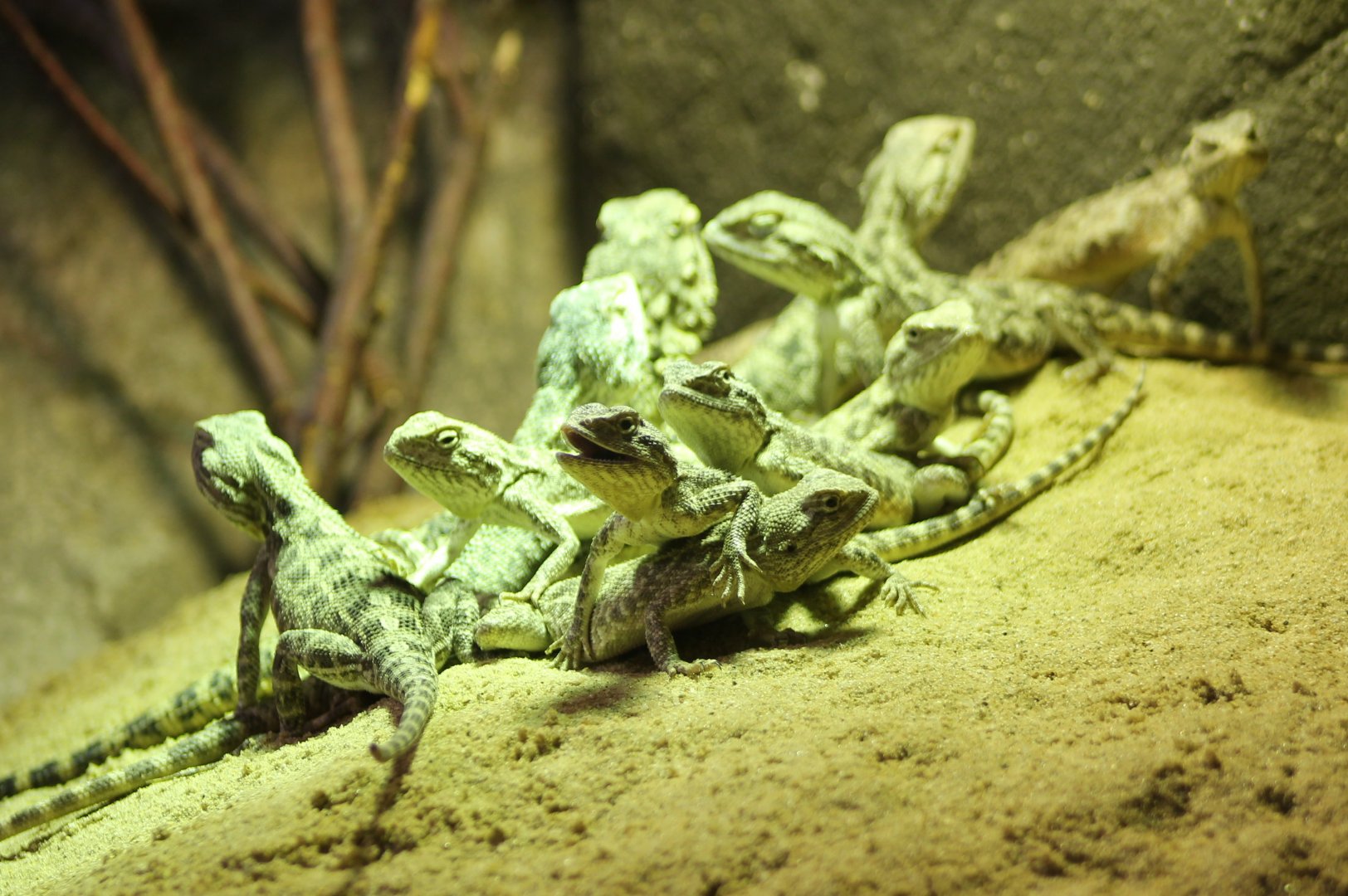 Trapelus sanguinolentus