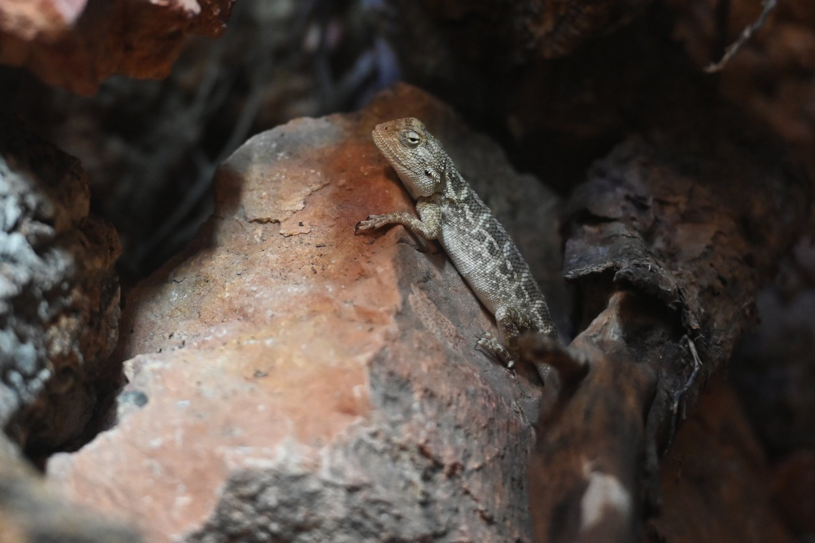 Trapelus sanguinolentus