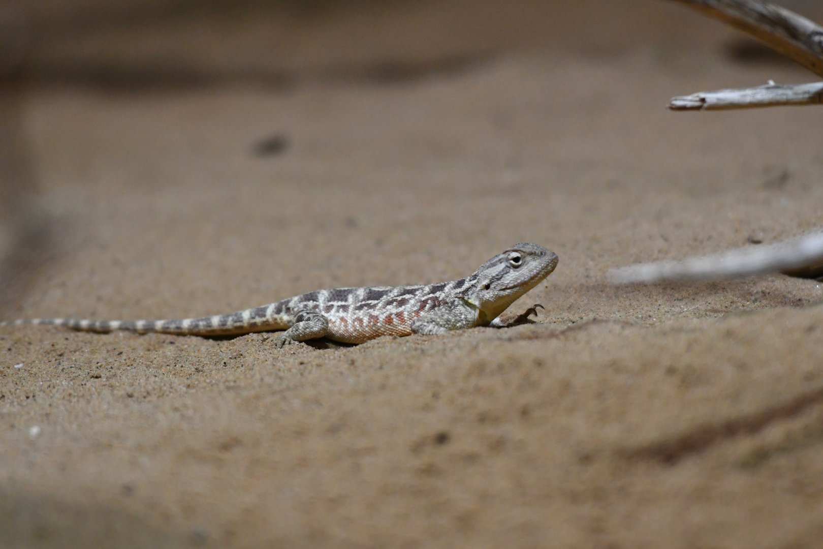 Trapelus sanguinolentus