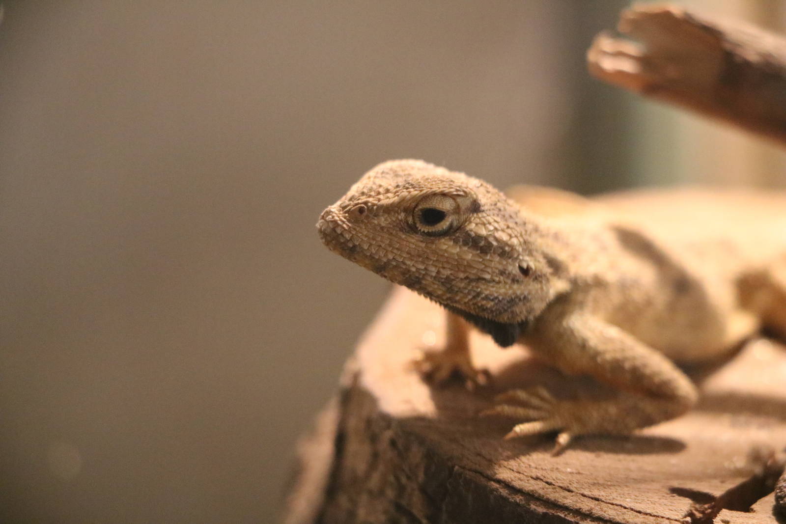 Trapelus sp., February 2016