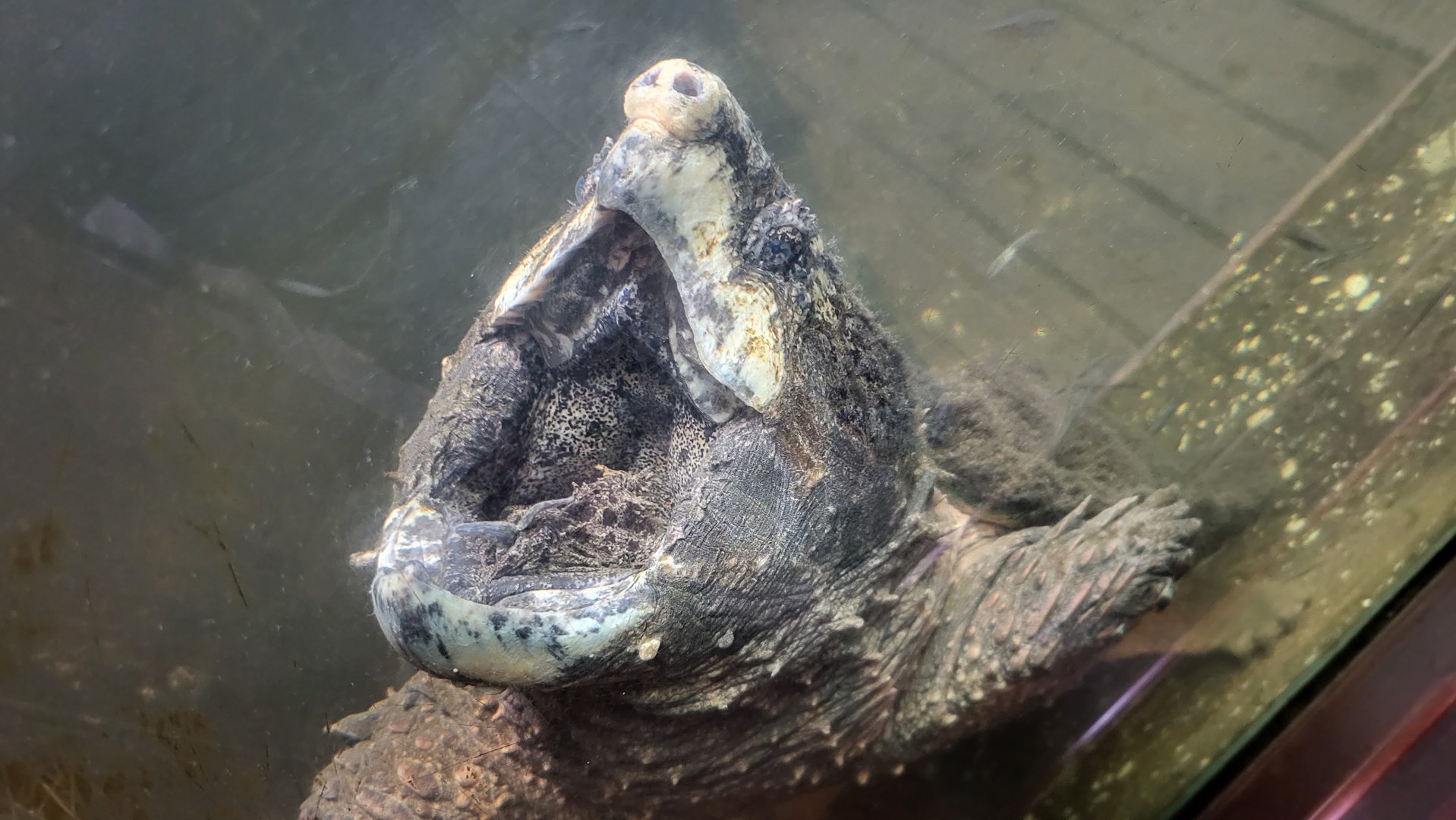 "Trapper's cabin" exhibit