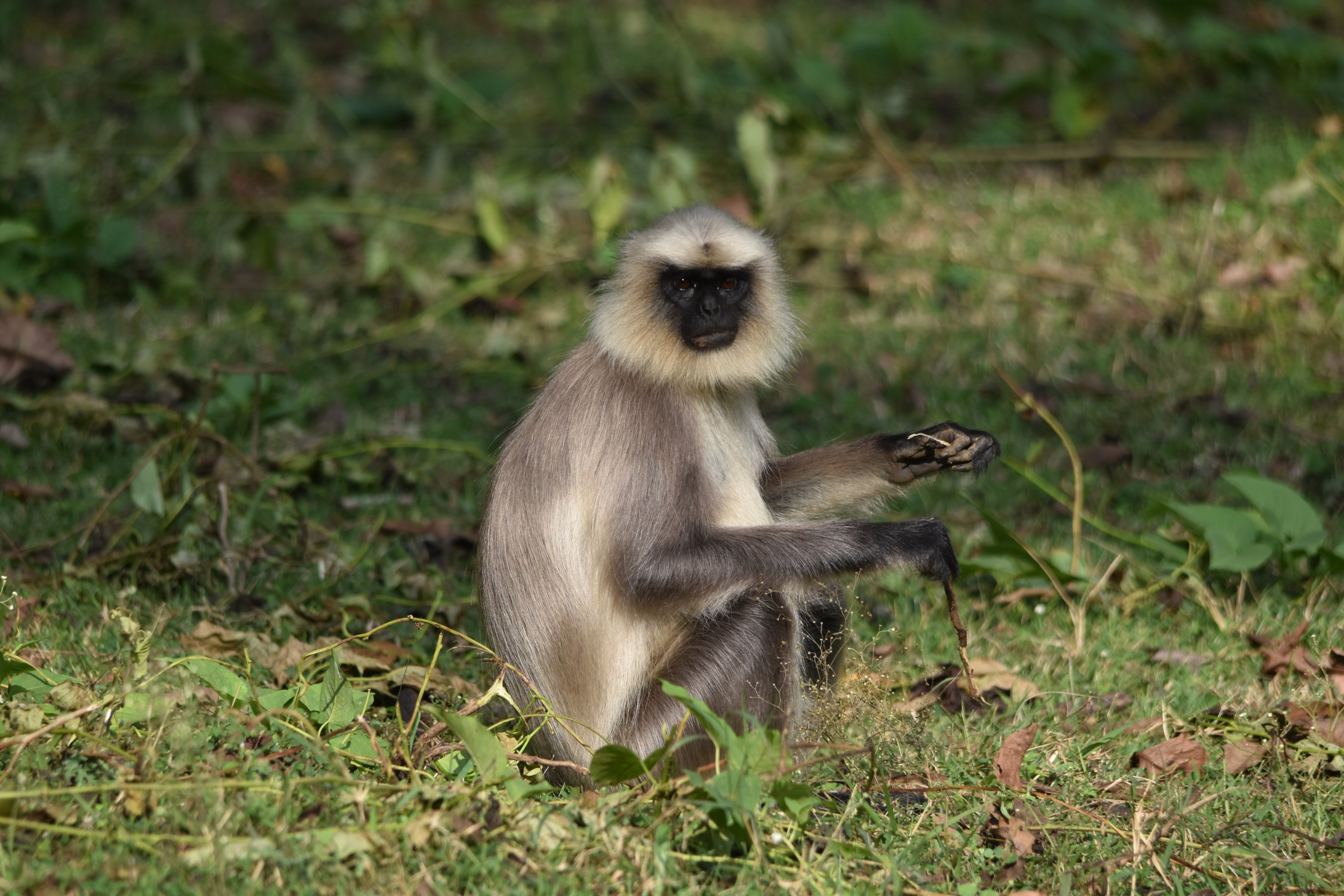 Travancore Black-footed Grey Langur, Nagarahole Tiger Reserve, 18th November 2024