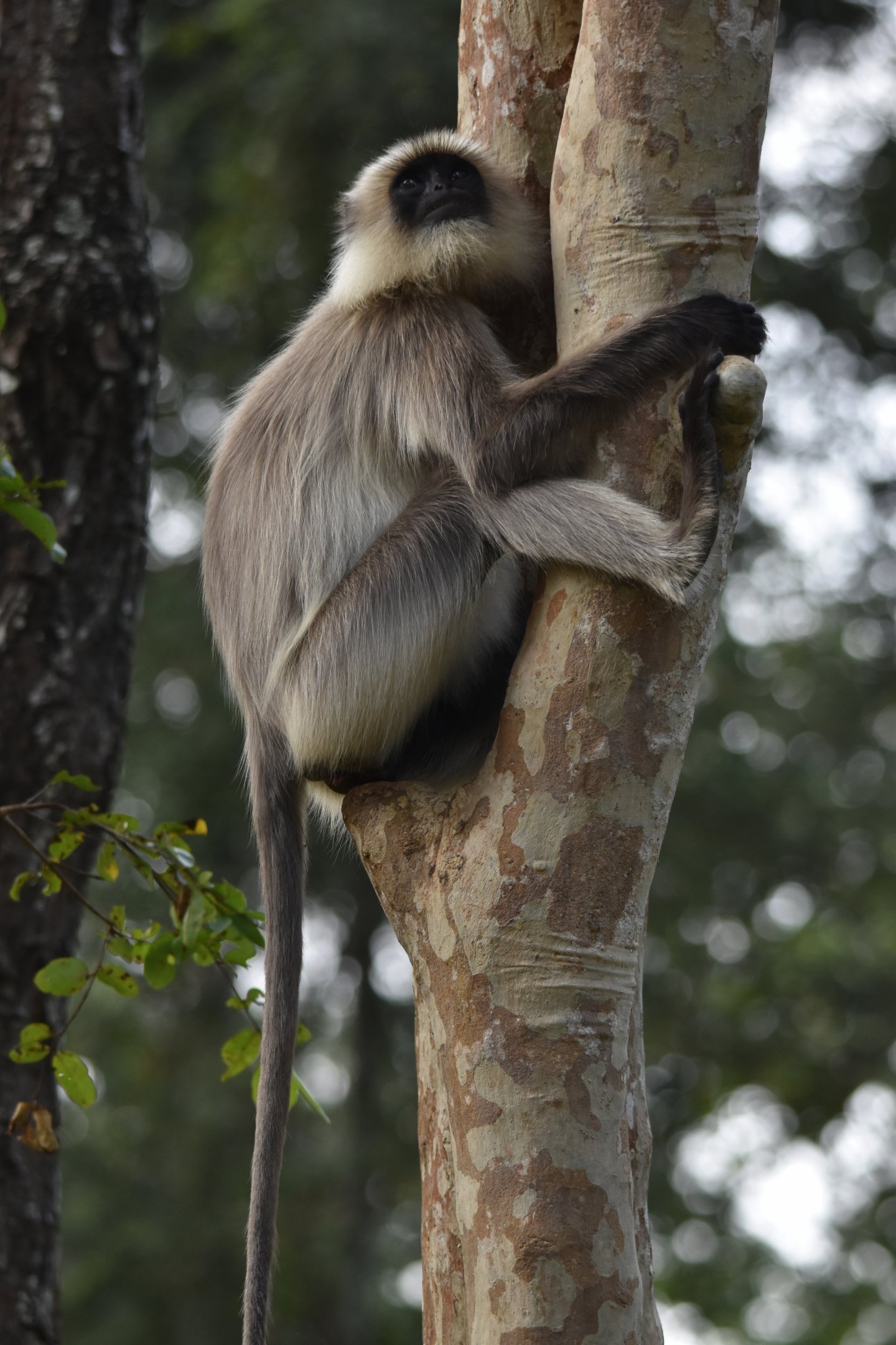 Travancore Black-footed Grey Langur, Nagarahole Tiger Reserve, 18th November 2024