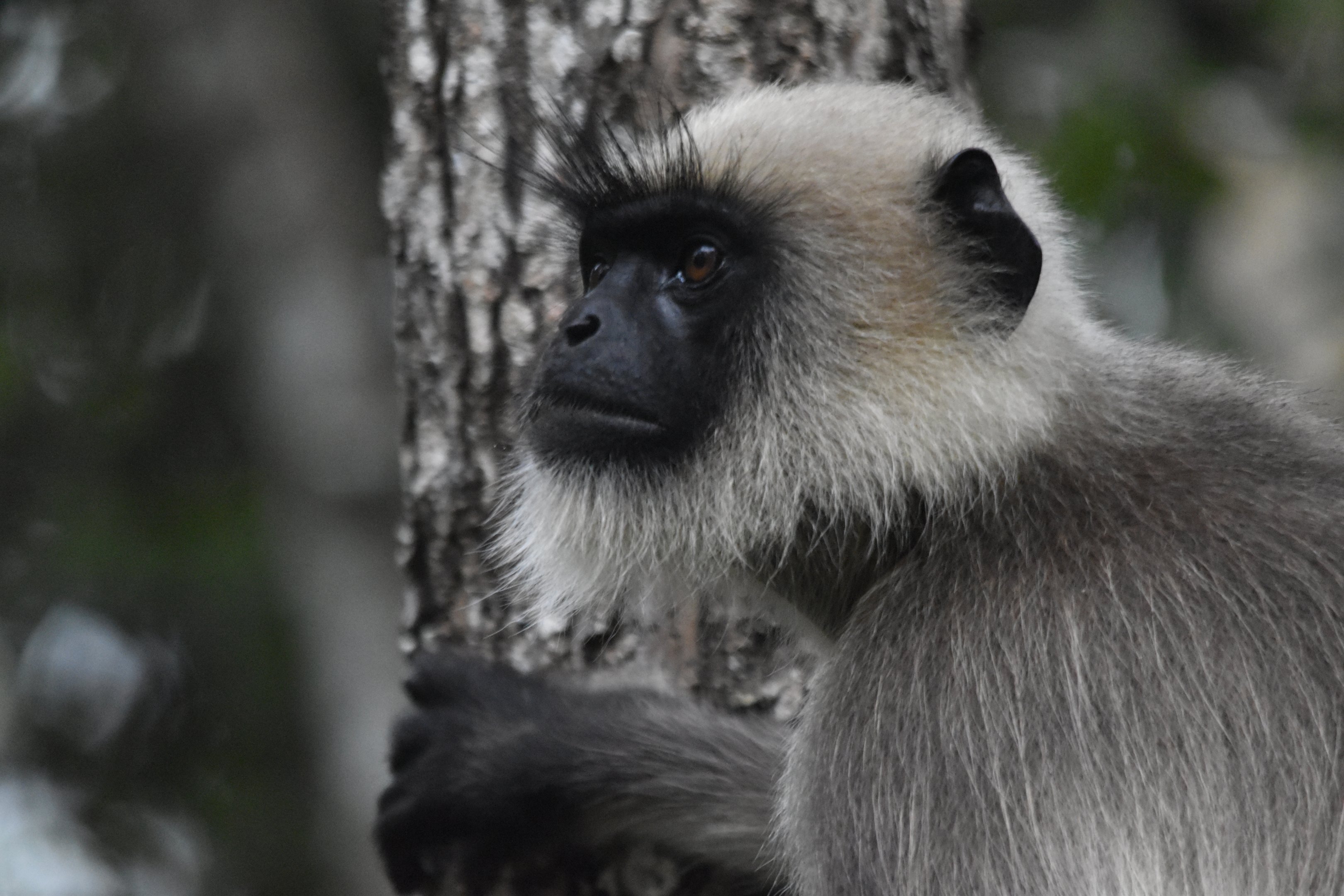 Travancore Black-footed Grey Langur, Nagarahole Tiger Reserve, 19th November 2024
