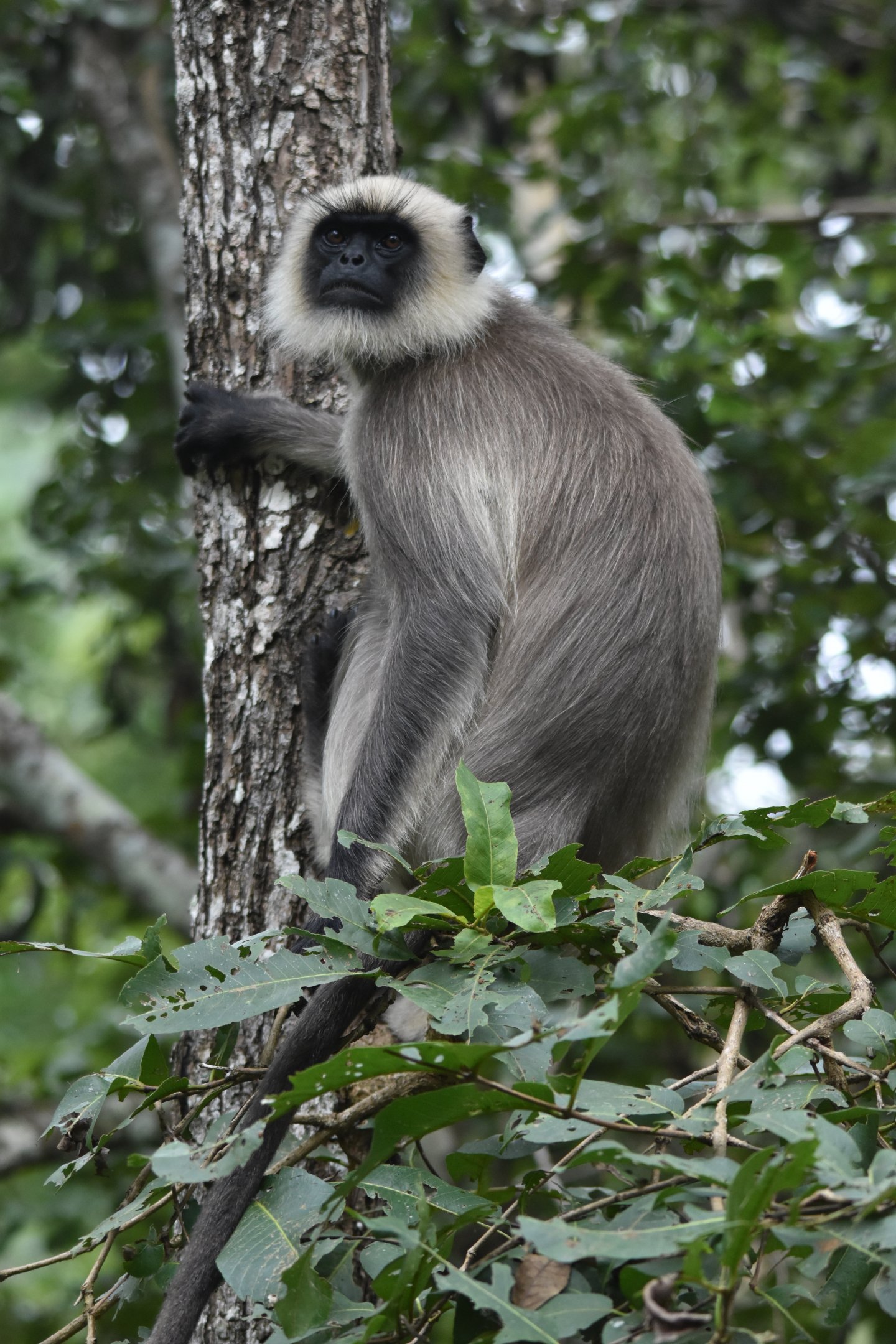 Travancore Black-footed Grey Langur, Nagarahole Tiger Reserve, 19th November 2024