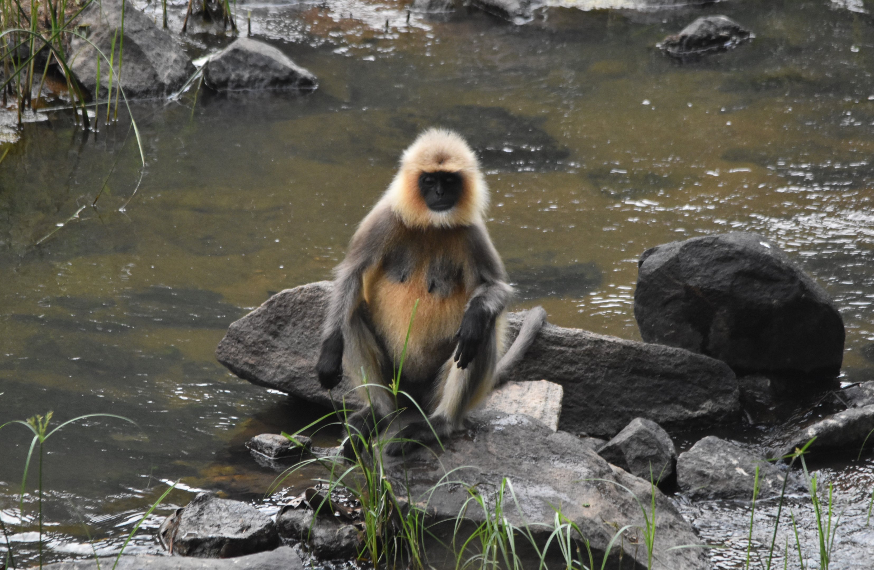 Travancore Black-footed Grey Langur, Nagarahole Tiger Reserve, 23rd November 2024