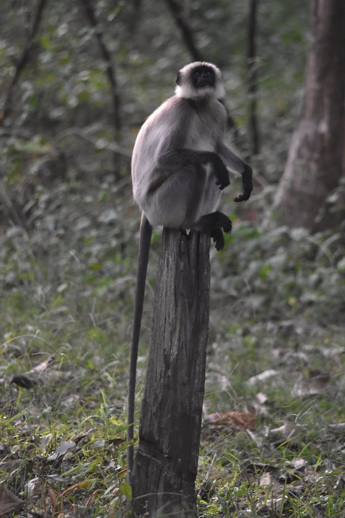 Travancore Black-footed Grey Langur, Nagarahole Tiger Reserve, 24th November 2024